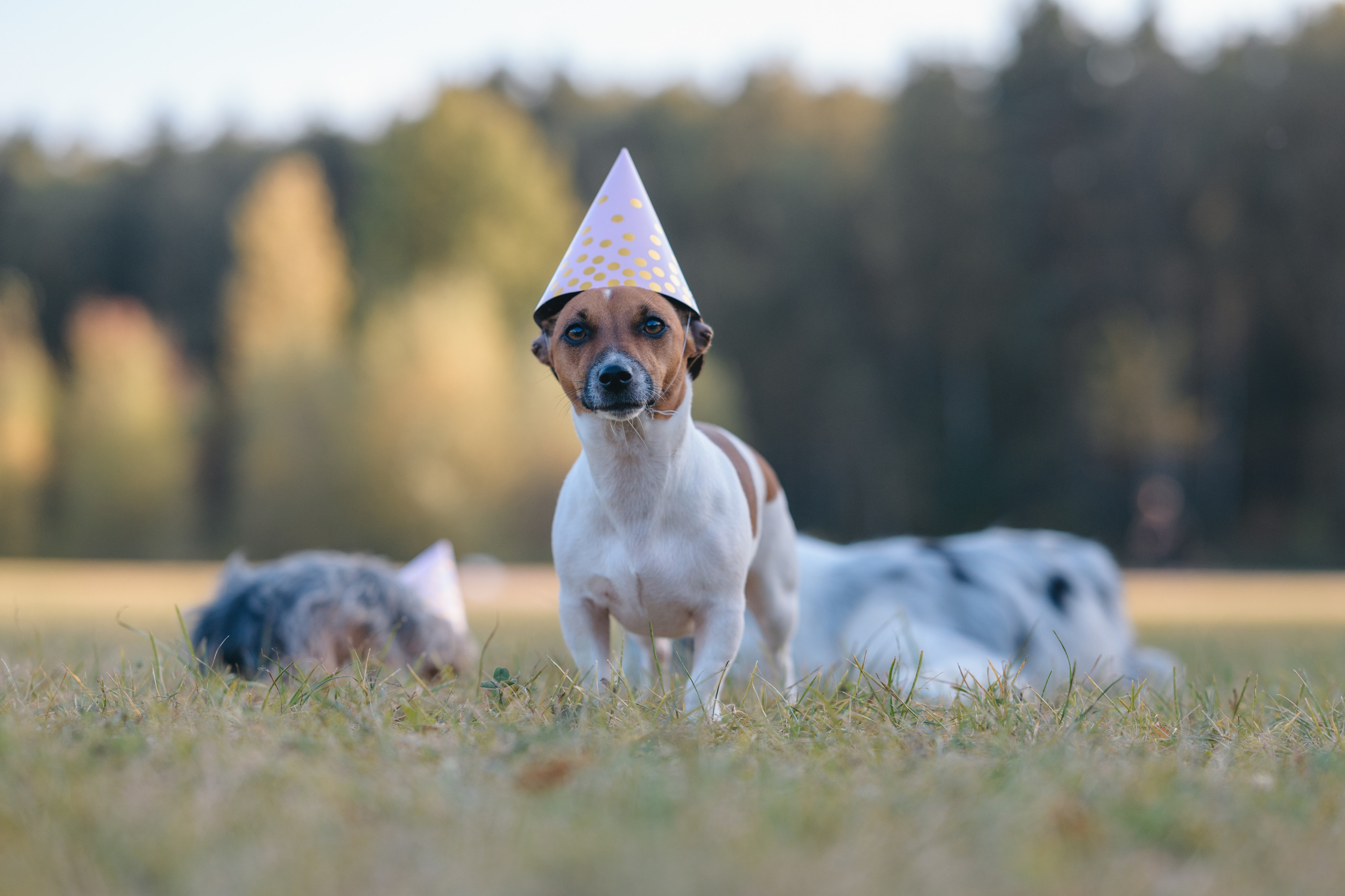 День Рождение. Фотограф Анималист в Москве Анастасия Жучкова