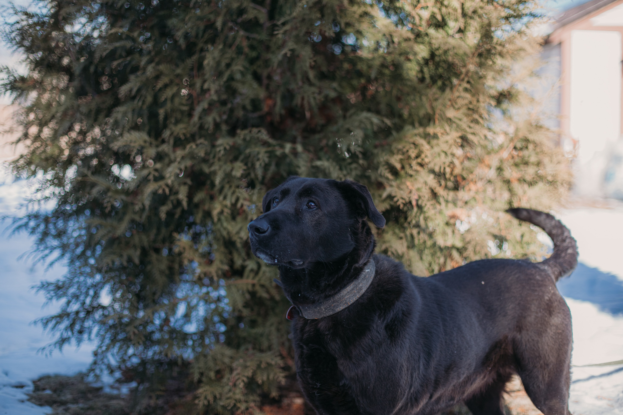 Фотосессии животных. Детский фотограф, фотограф-анималист