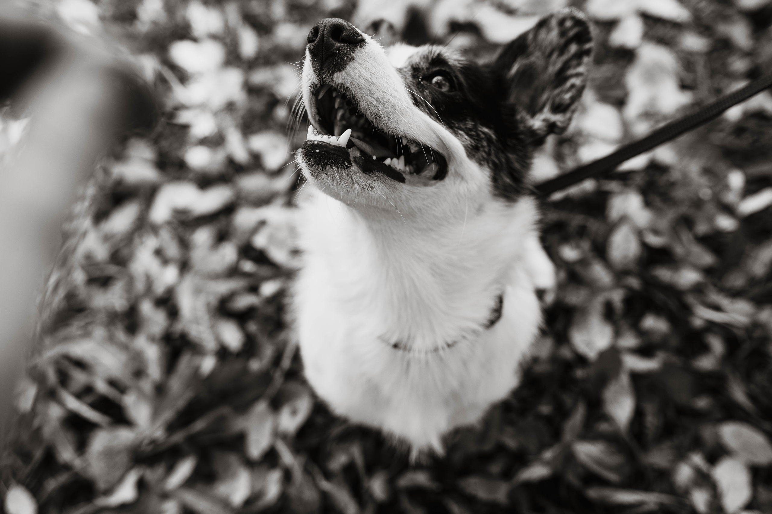 Белка. Фотограф г. Зубцов Елена Соколова