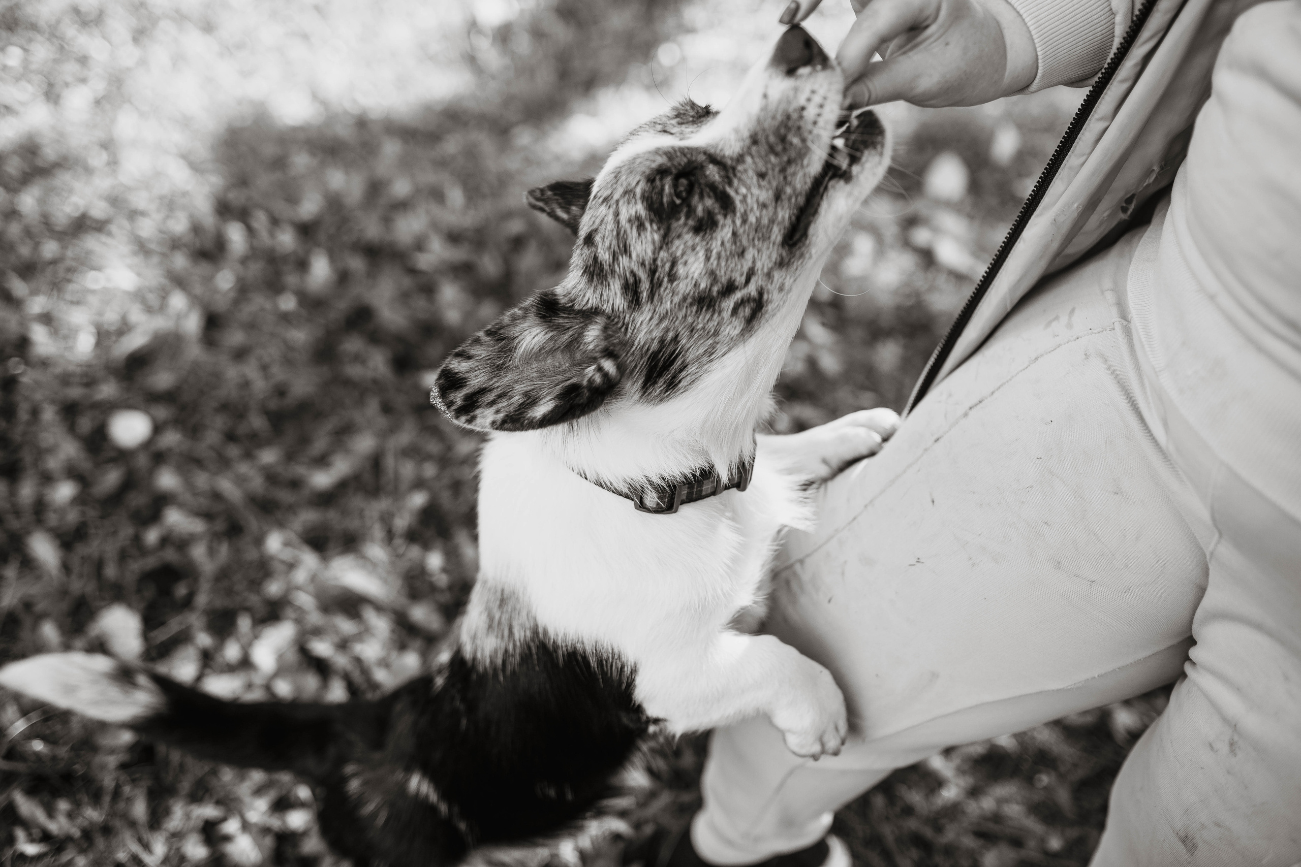 Белка. Фотограф г. Зубцов Елена Соколова