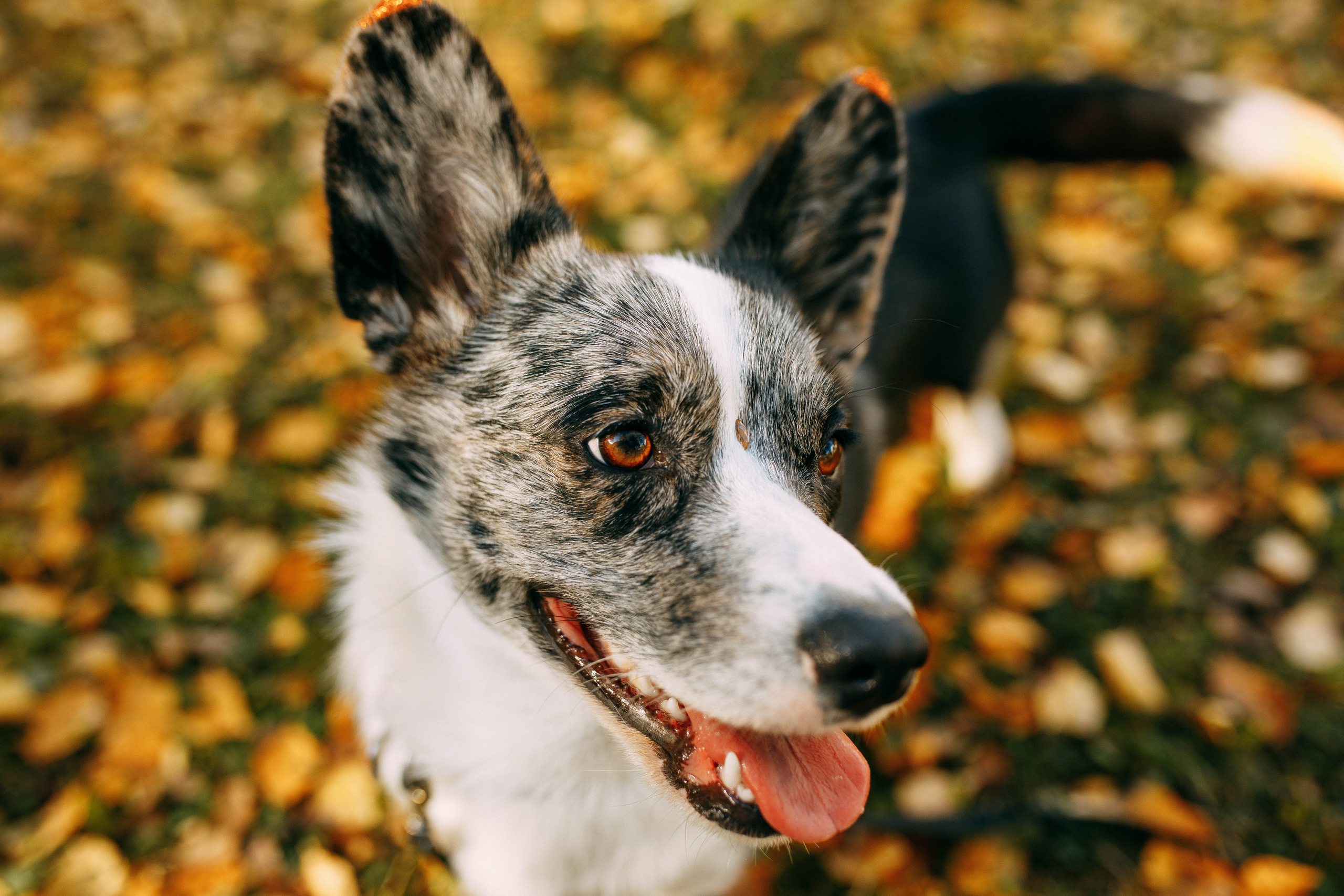 Белка. Фотограф г. Зубцов Елена Соколова
