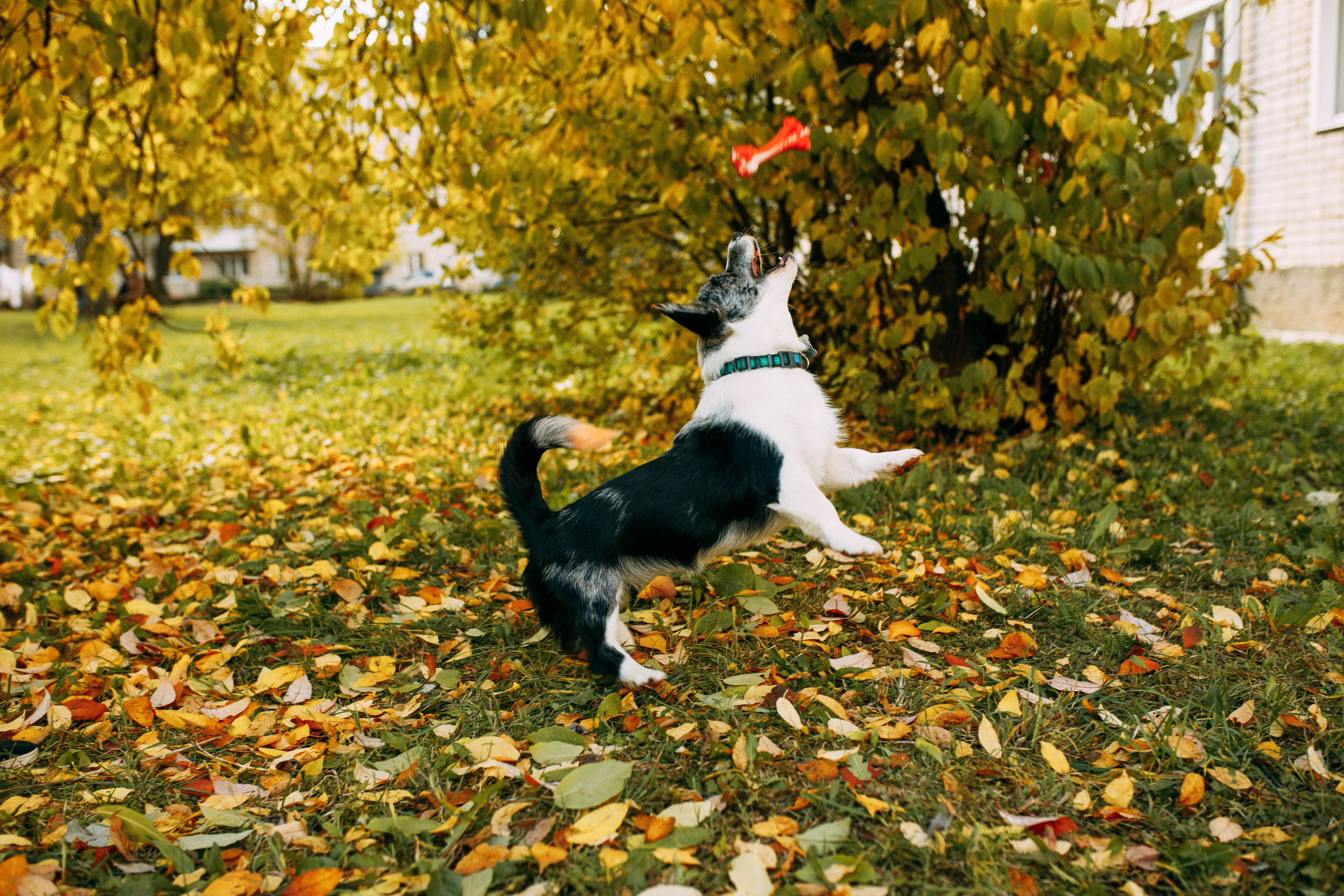 Белка. Фотограф г. Зубцов Елена Соколова