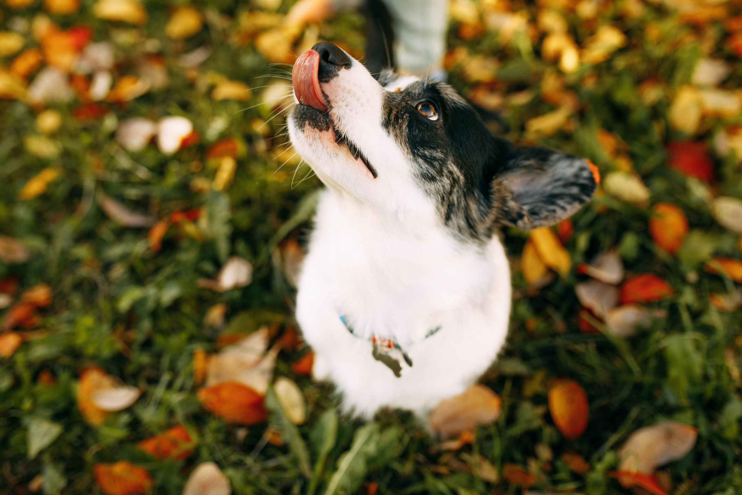 Белка. Фотограф г. Зубцов Елена Соколова