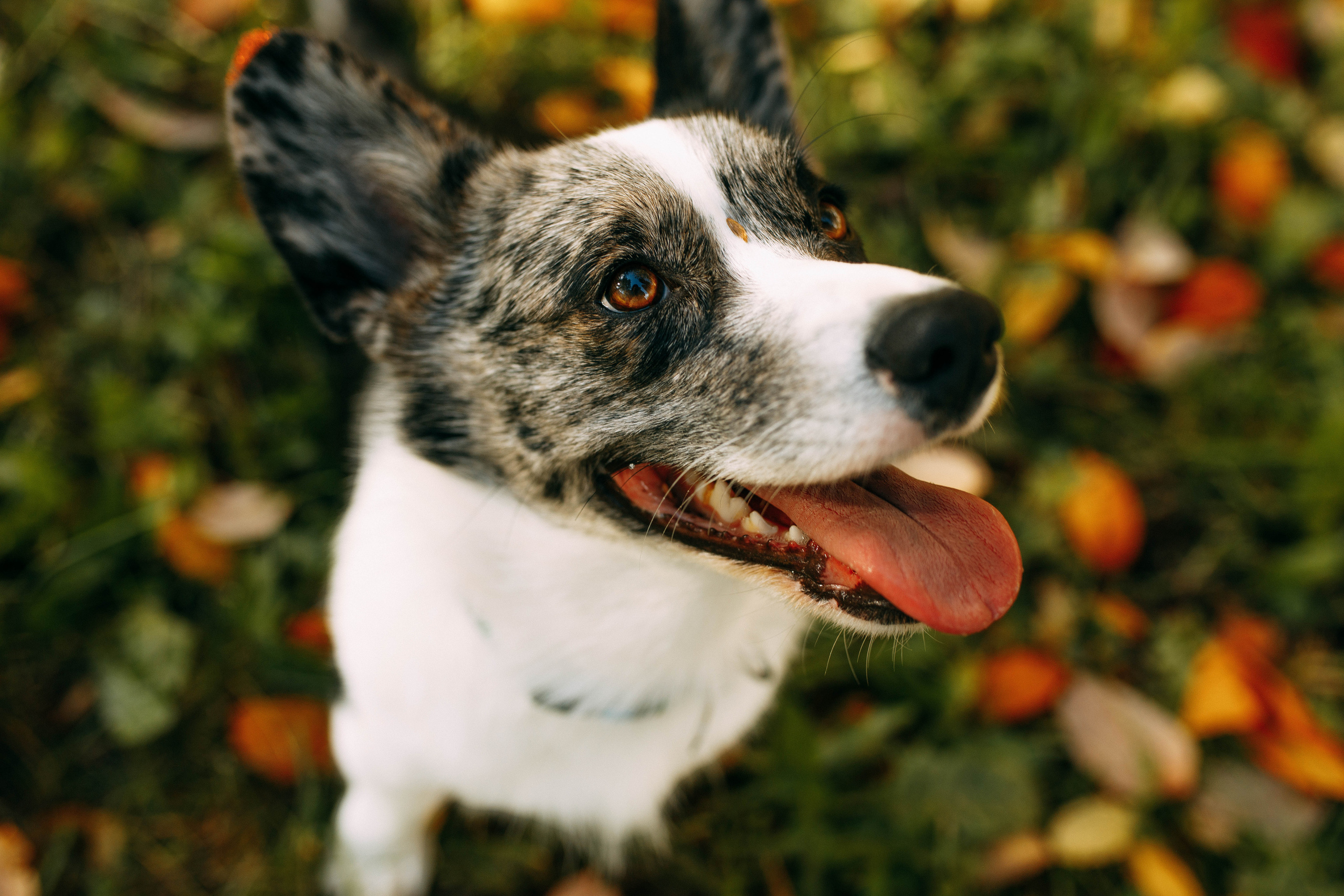 Белка. Фотограф г. Зубцов Елена Соколова