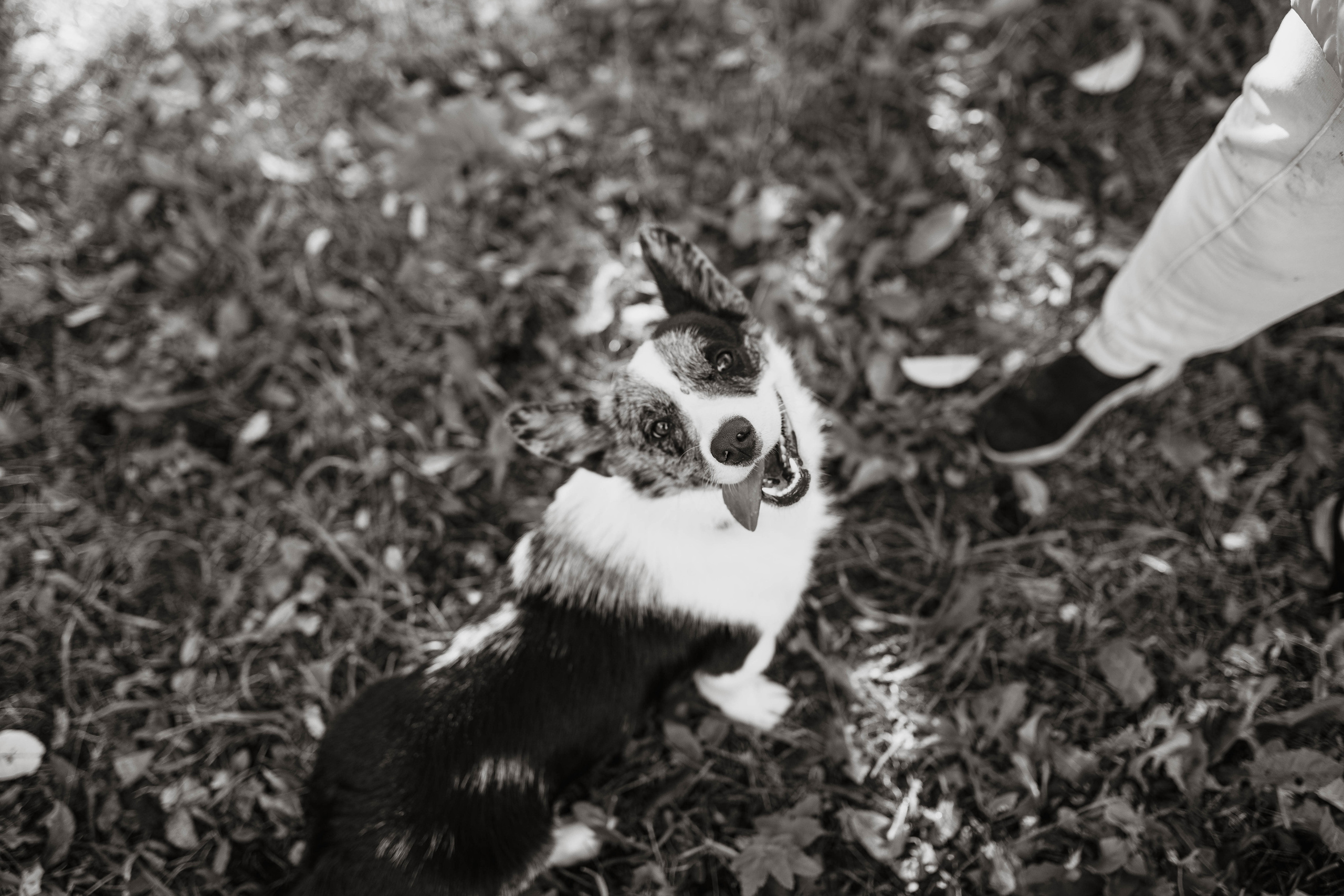 Белка. Фотограф г. Зубцов Елена Соколова