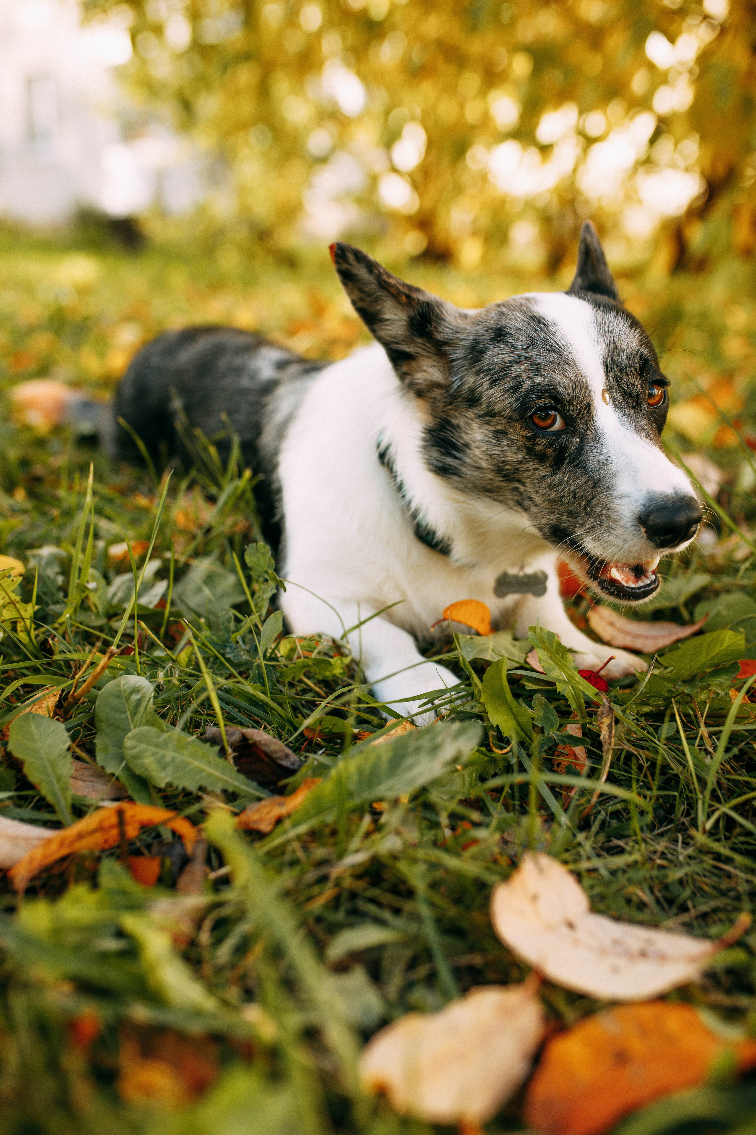Белка. Фотограф г. Зубцов Елена Соколова