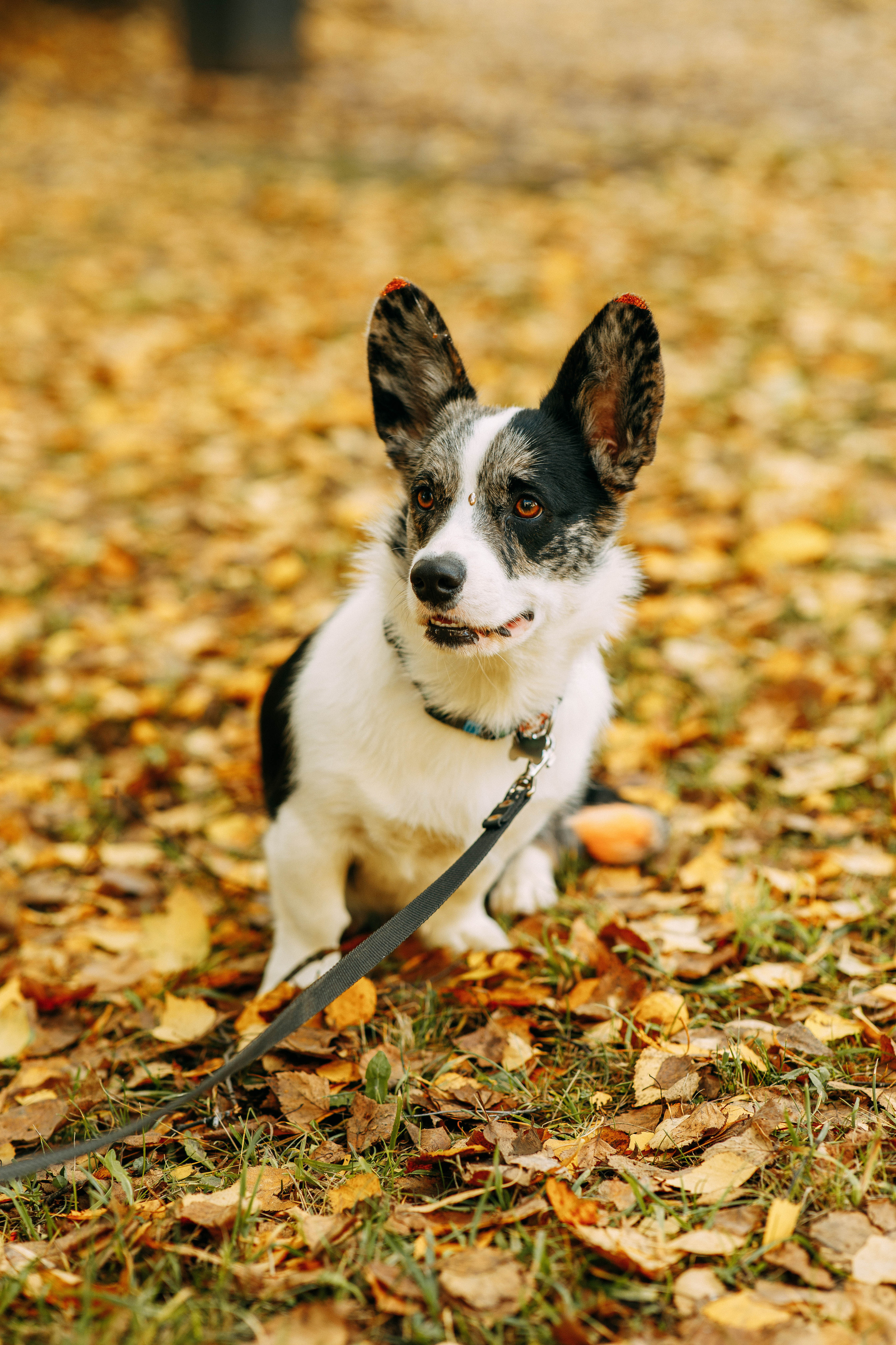Белка. Фотограф г. Зубцов Елена Соколова