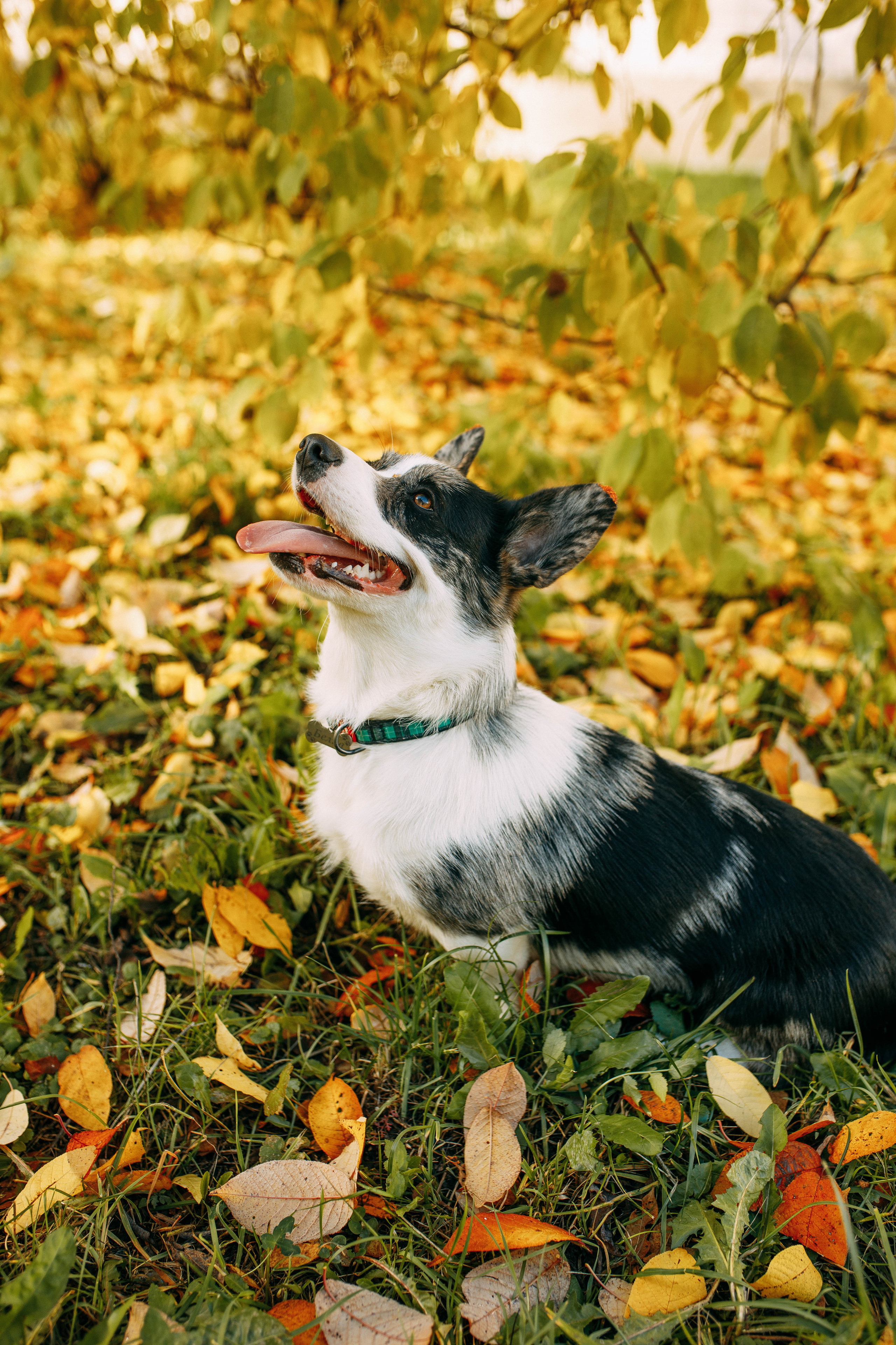 Белка. Фотограф г. Зубцов Елена Соколова