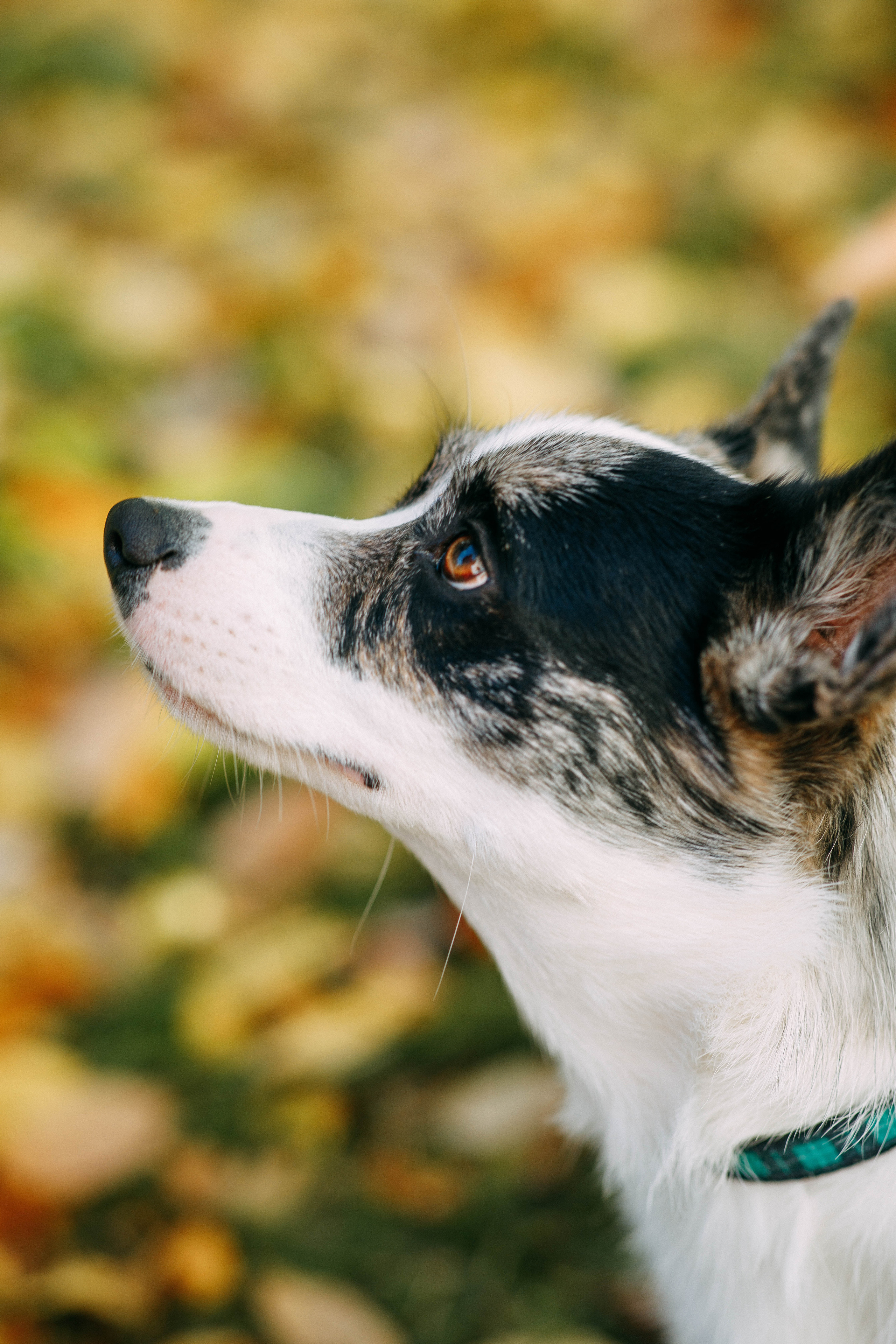 Белка. Фотограф г. Зубцов Елена Соколова
