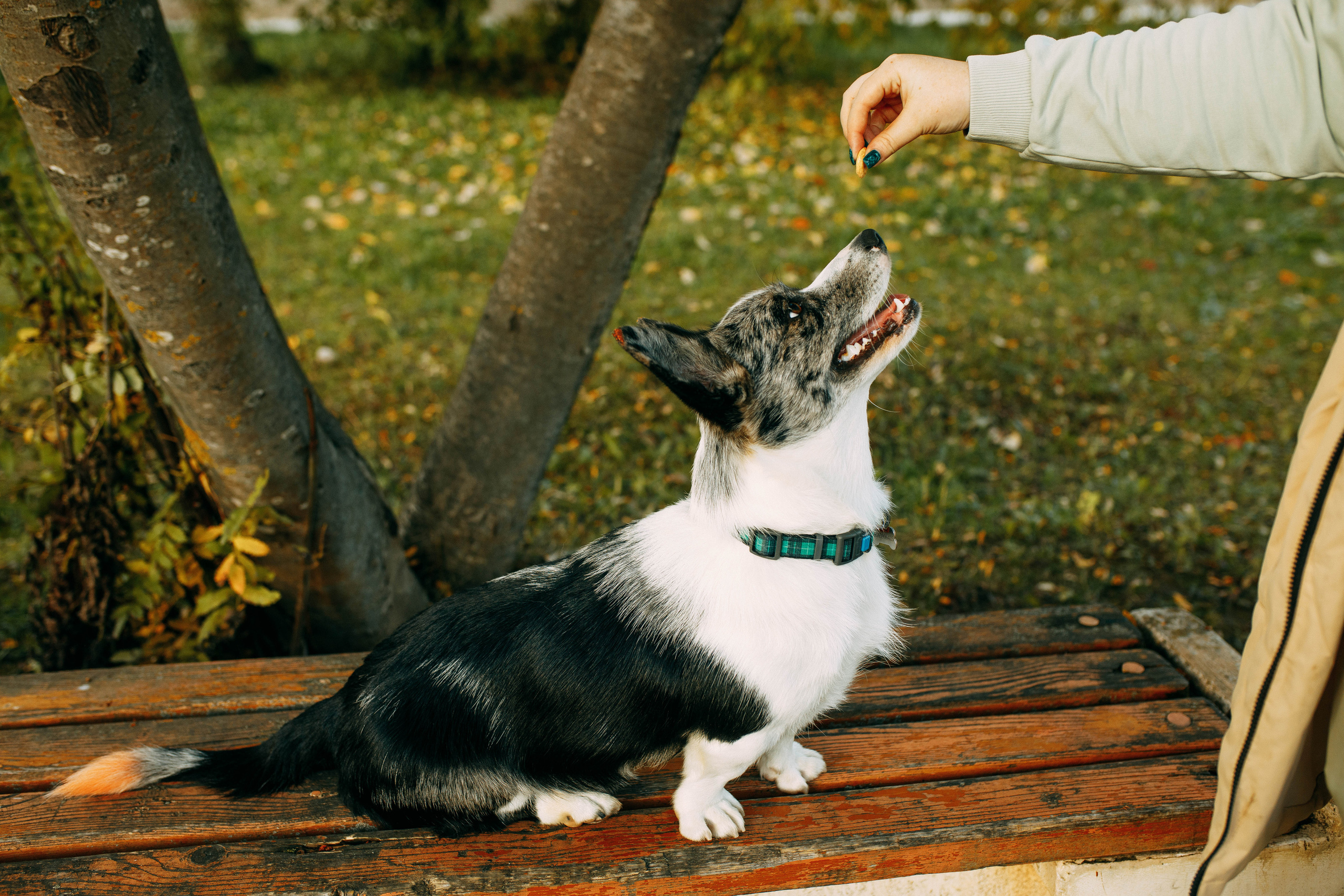 Белка. Фотограф г. Зубцов Елена Соколова