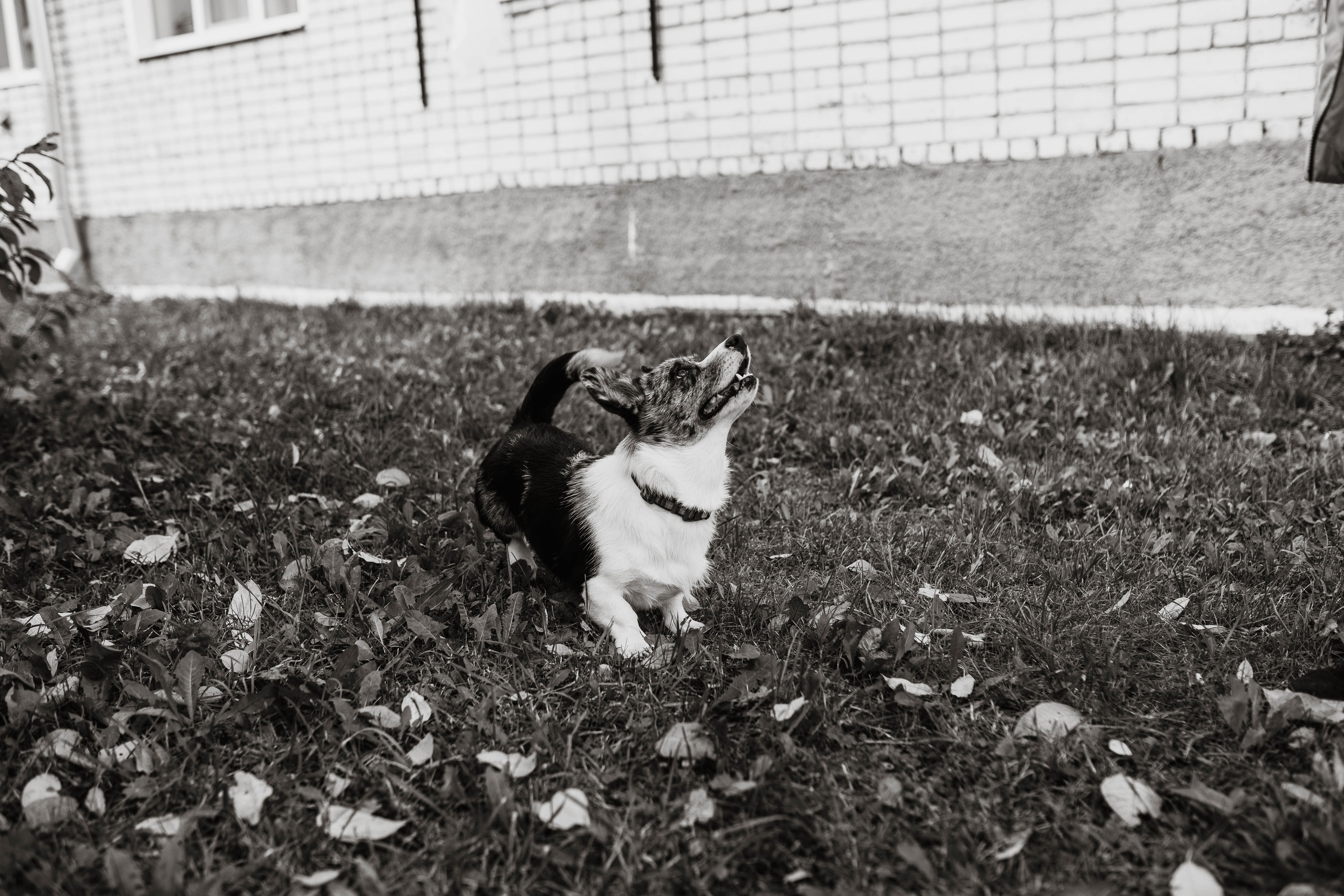 Белка. Фотограф г. Зубцов Елена Соколова