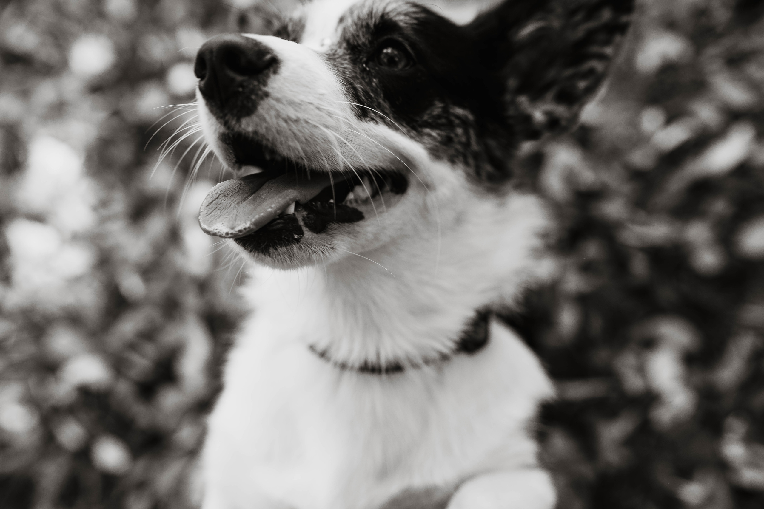 Белка. Фотограф г. Зубцов Елена Соколова