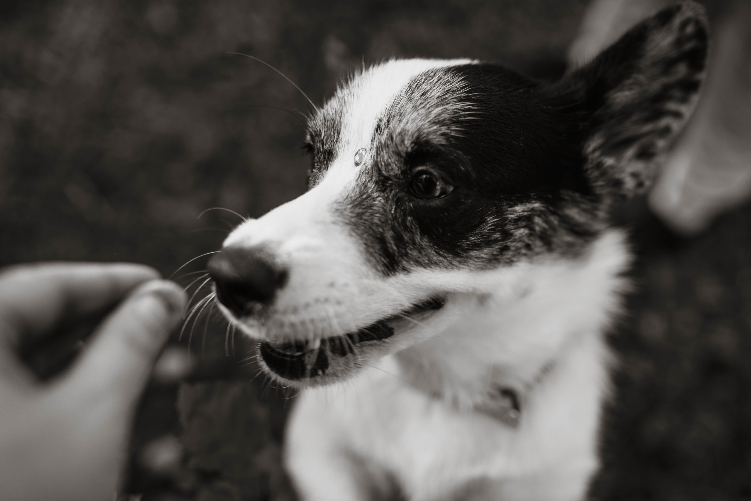 Белка. Фотограф г. Зубцов Елена Соколова