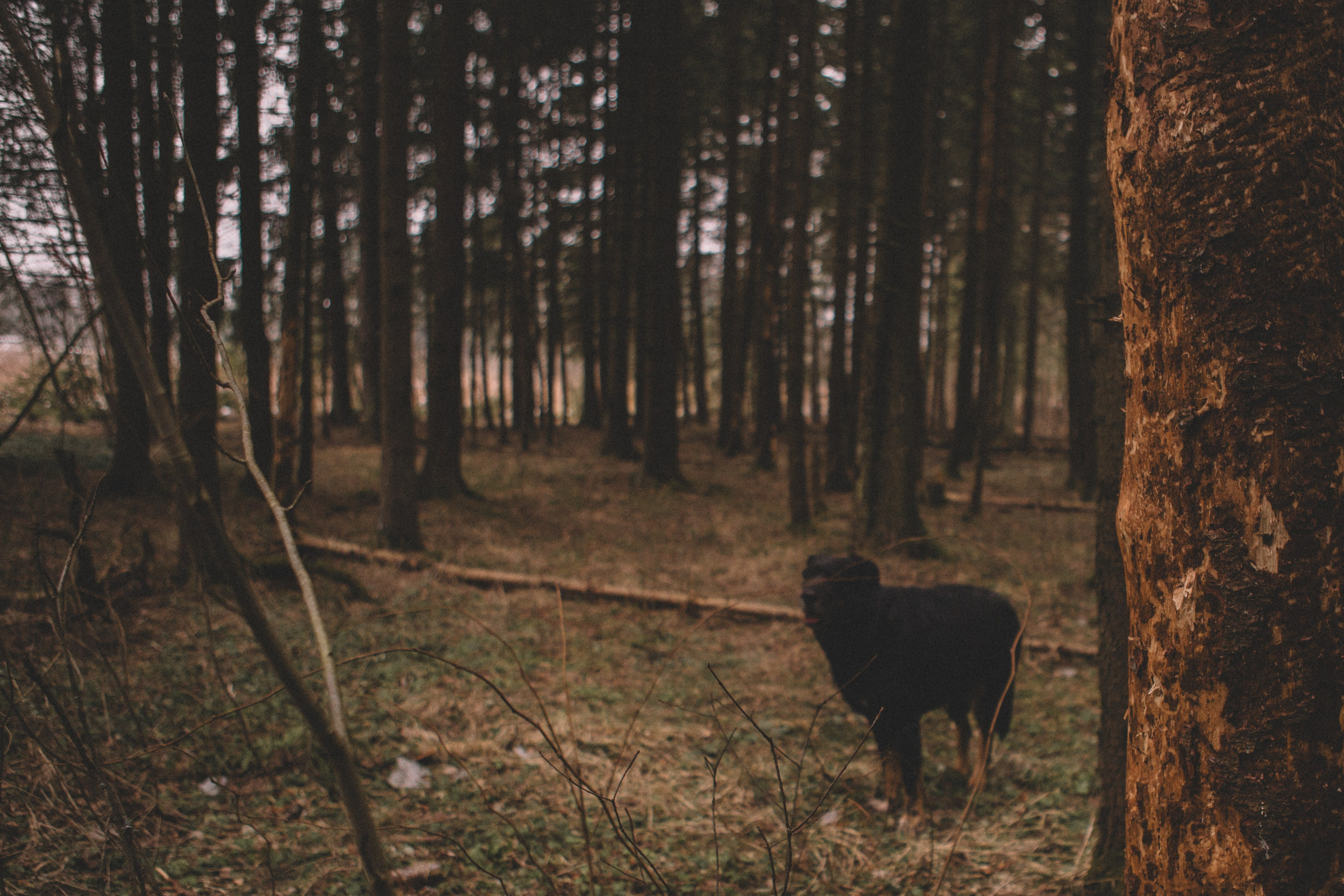 Alyona & Felix. Portrait, family and pet photographer in Cyprus, Ksenia Bourdelle