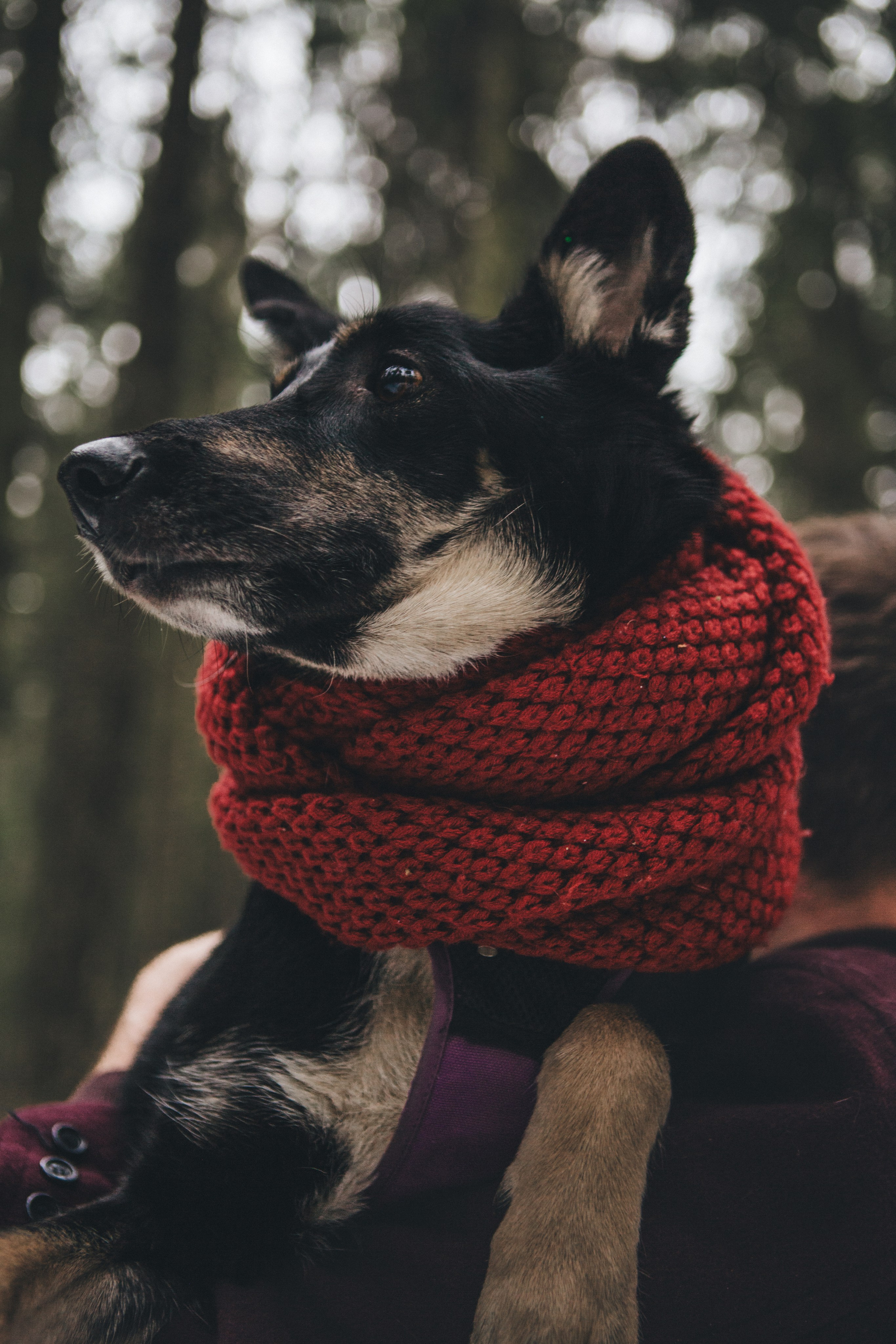 A cinematic tale of true love and unbreakable friendship between a man and a dog. Portrait, family and pet photographer in Cyprus, Ksenia Bourdelle
