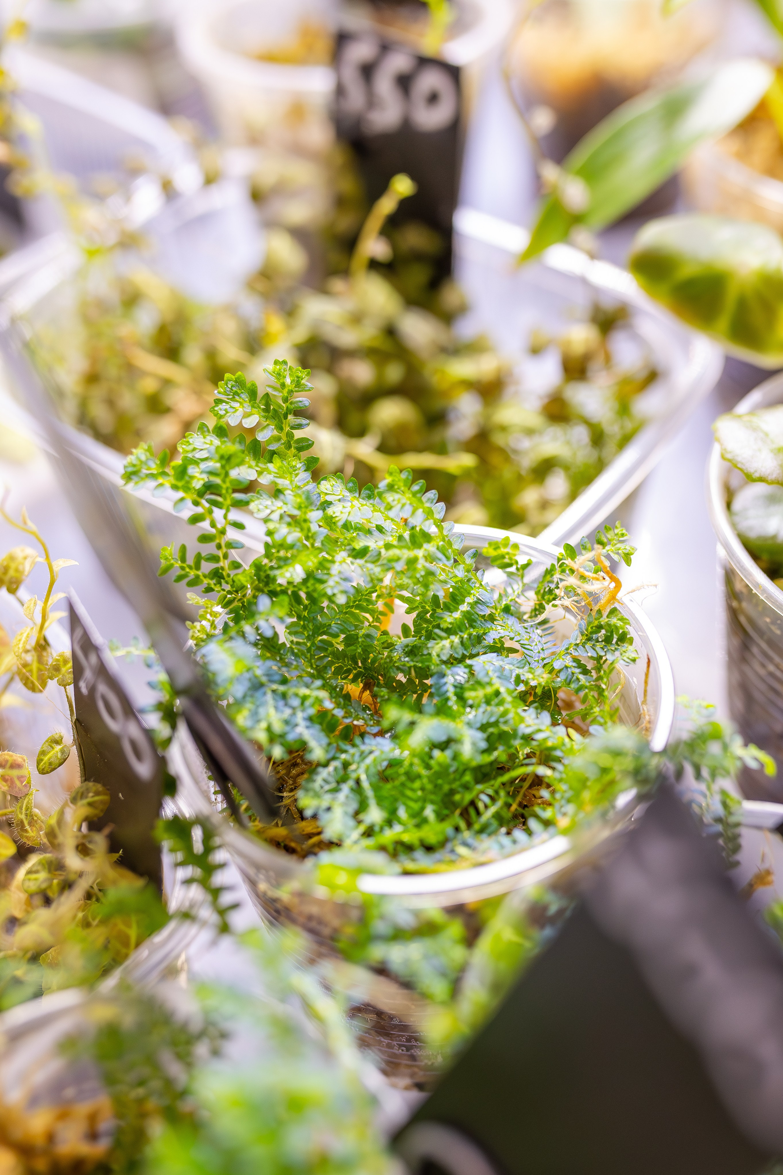 Монстериум апрель 2026. Александра Куликова фотограф, Москва