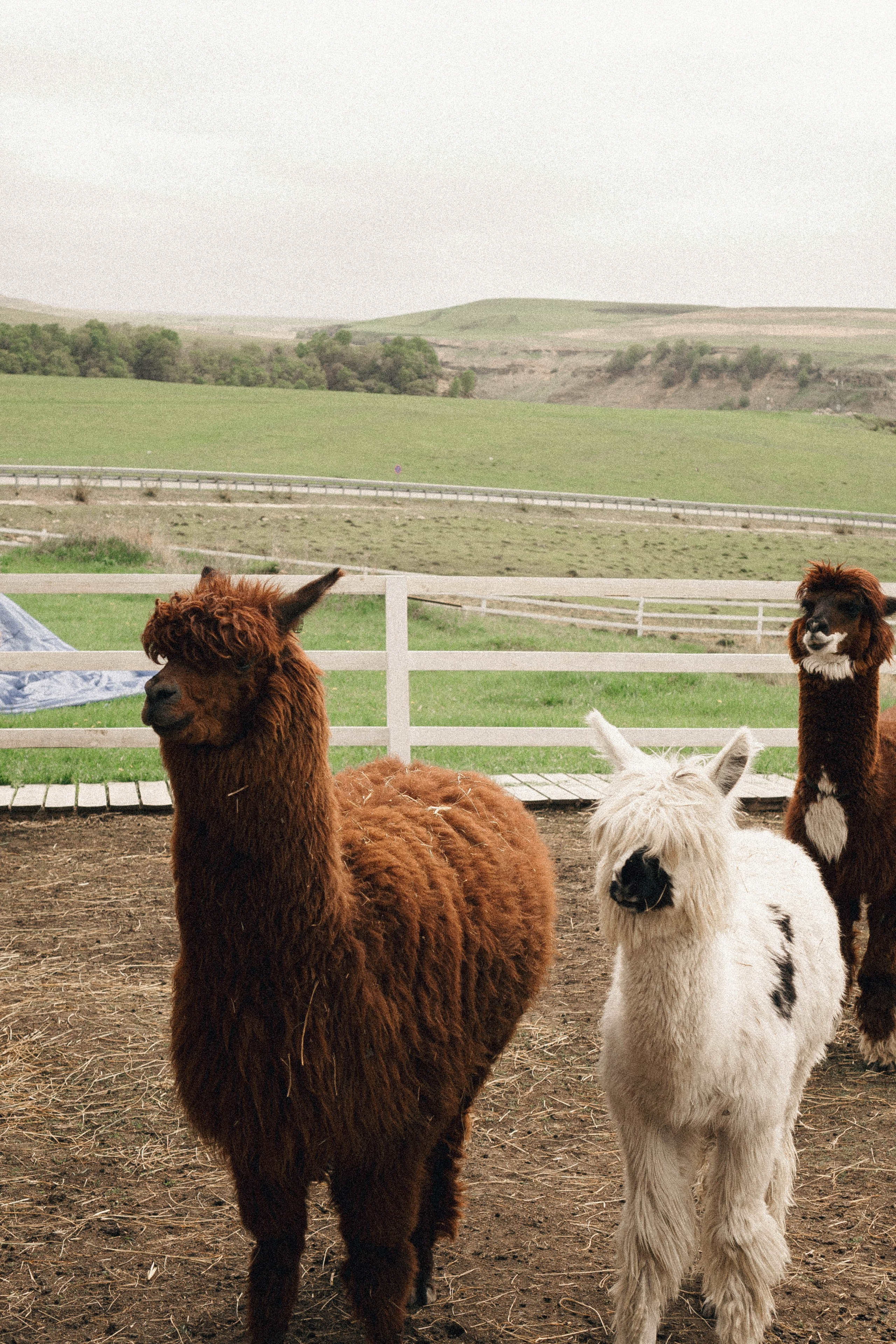 Ферма Альпак. Профессиональный фотограф, Санкт-Петербург — Виктория Богомолова