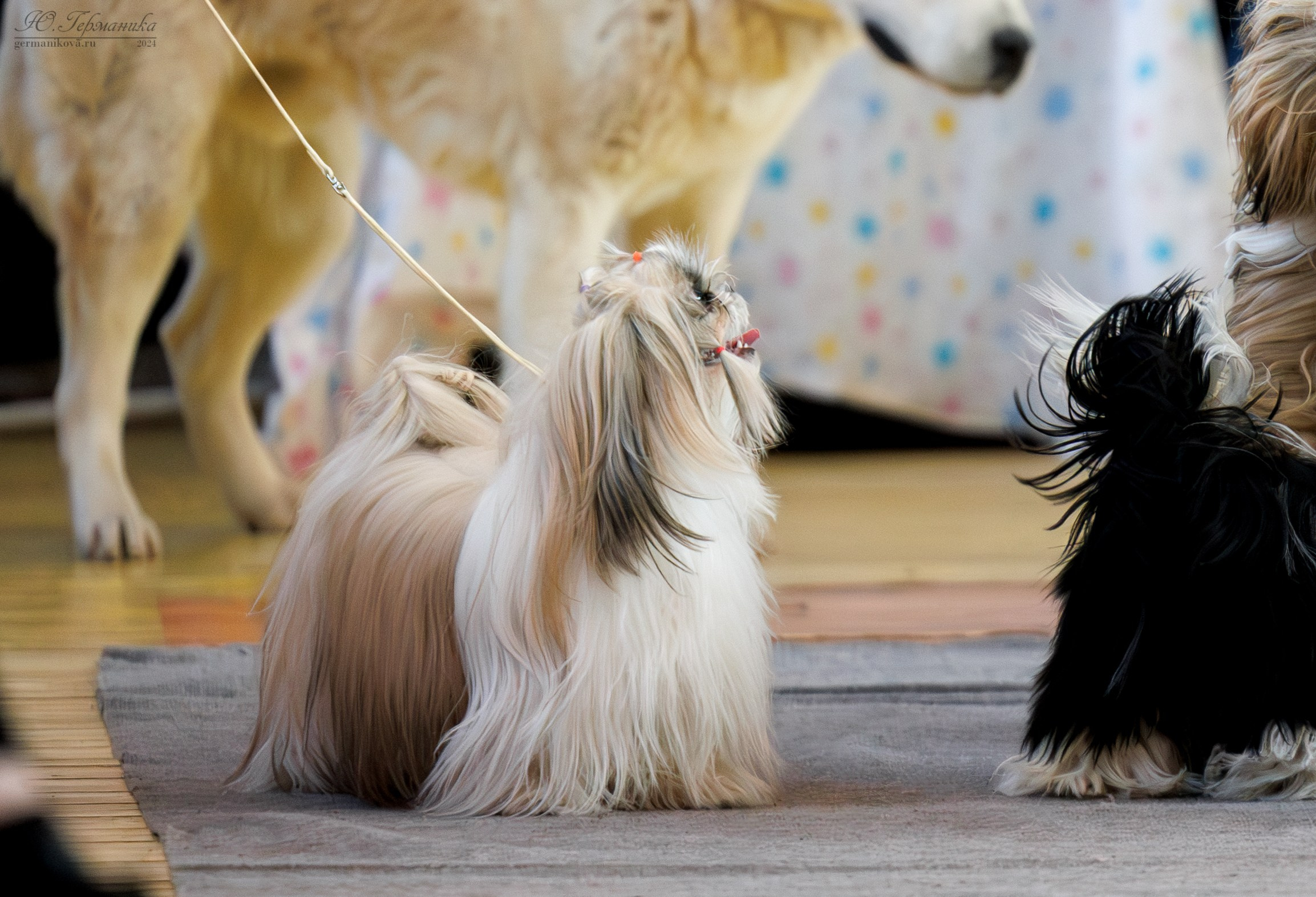 Тверь 23.03.2025. Фотограф-анималист Юлия Германика