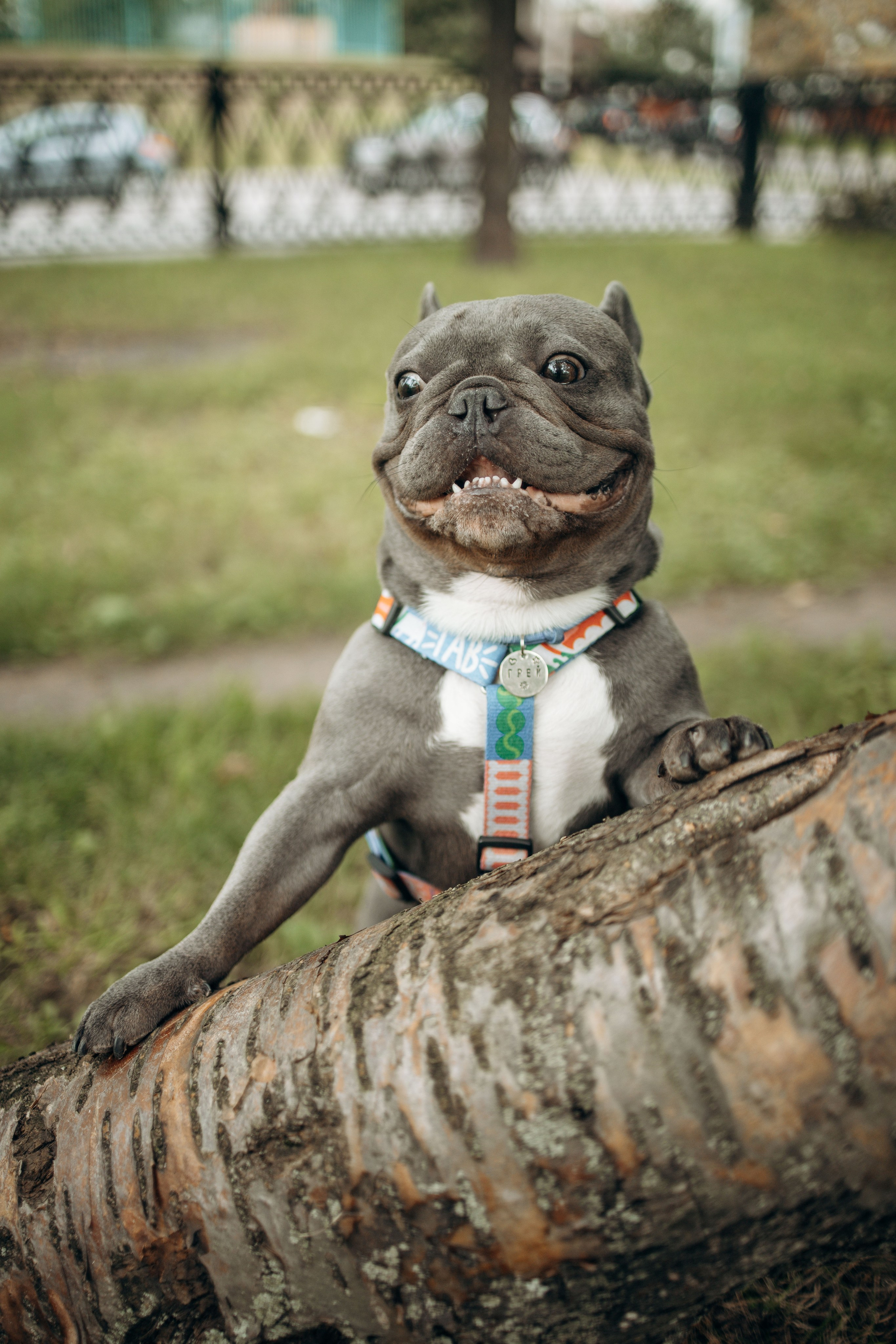 Грей и его семья