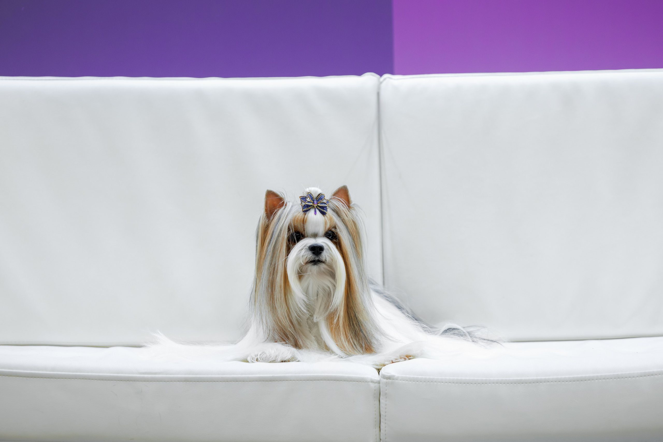 Питер 12-13.12.2025. Фотограф-анималист Юлия Германика