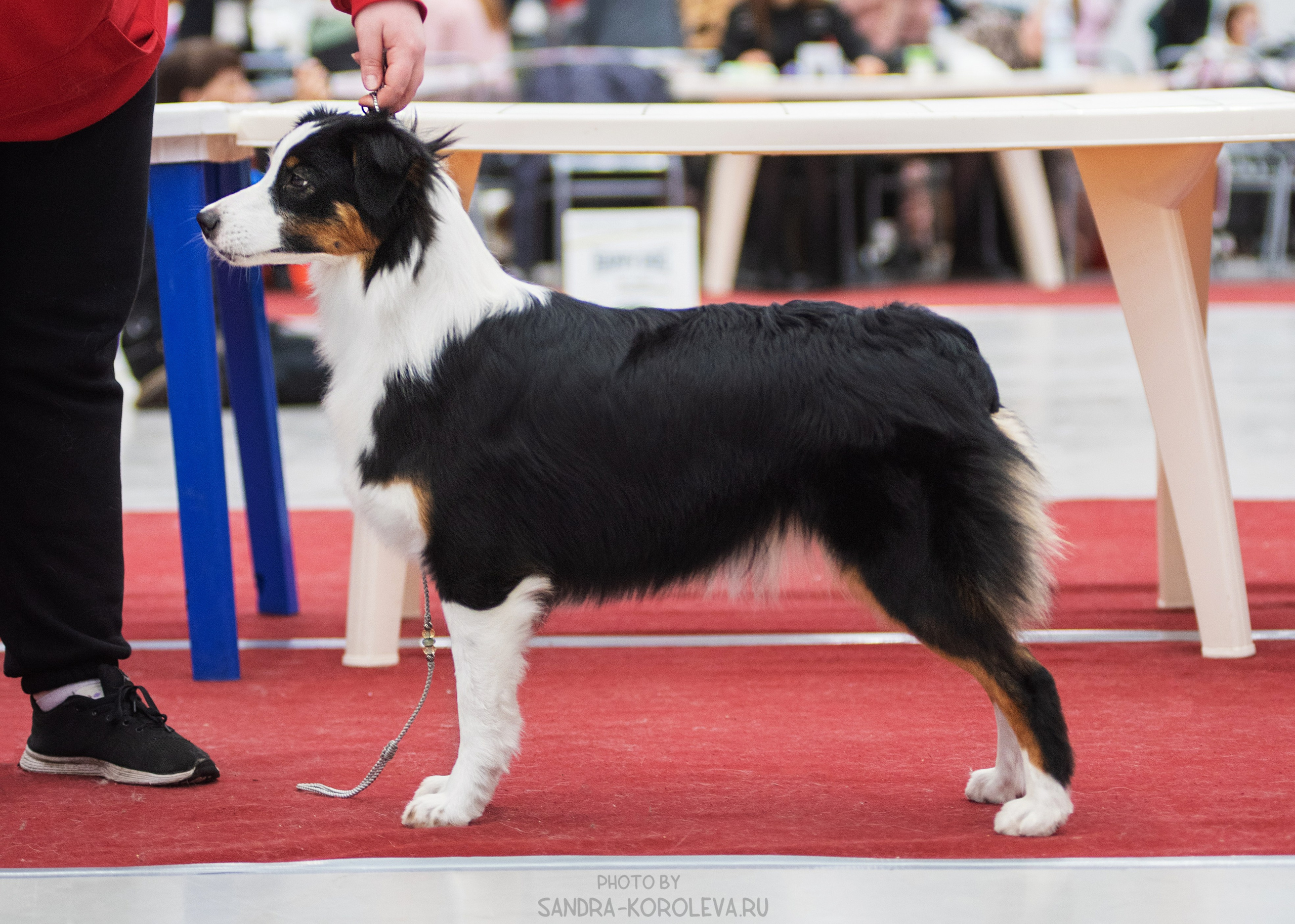 Выставка собак тюмень 14.01.2023. Дог-фотограф в Тюмени Александра Королева