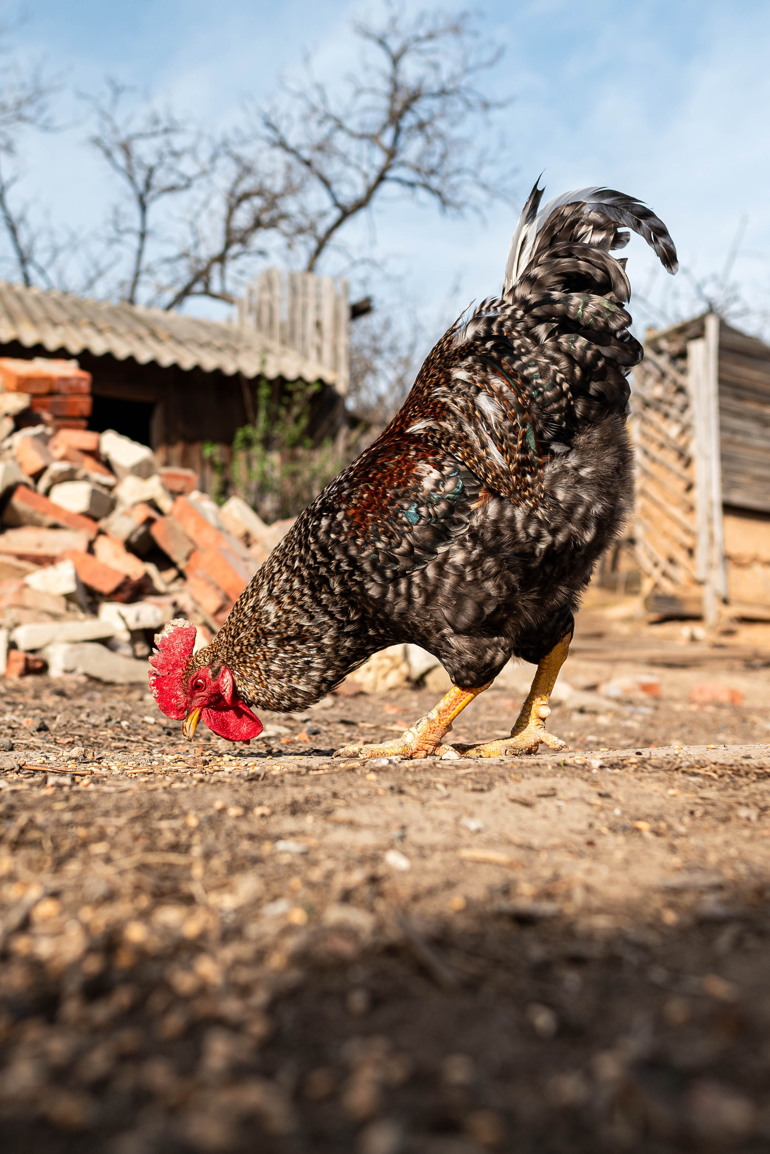 Животные. Фотограф Карина Шарова Москва