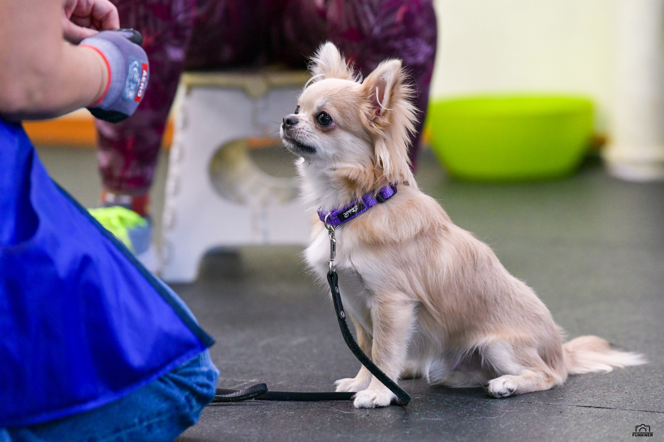 Кинологический клуб «Бодрый хвост». Свой взгляд через объектив