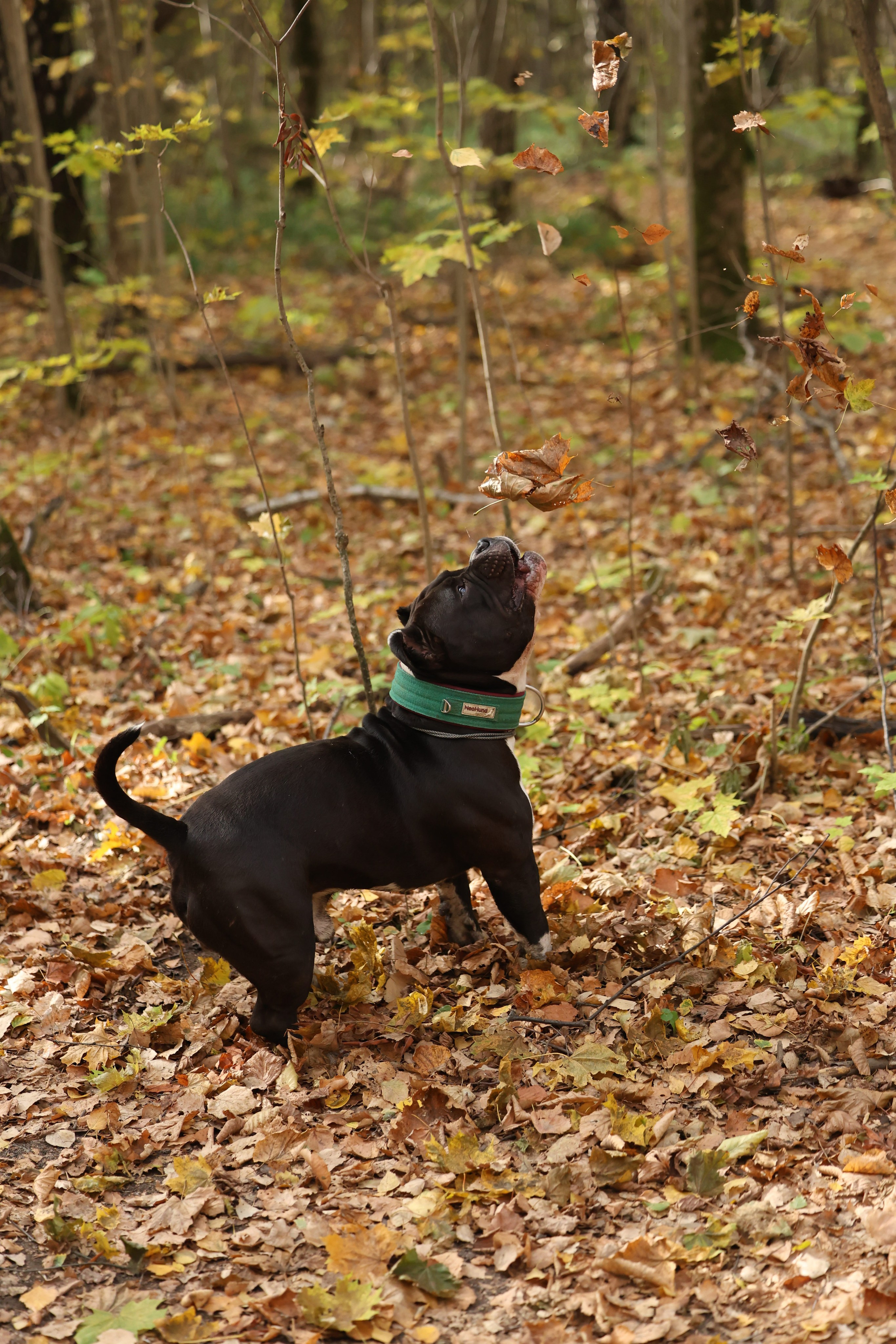 Бумер. Виктория Михайловская. Фотограф-анималист. Москва
