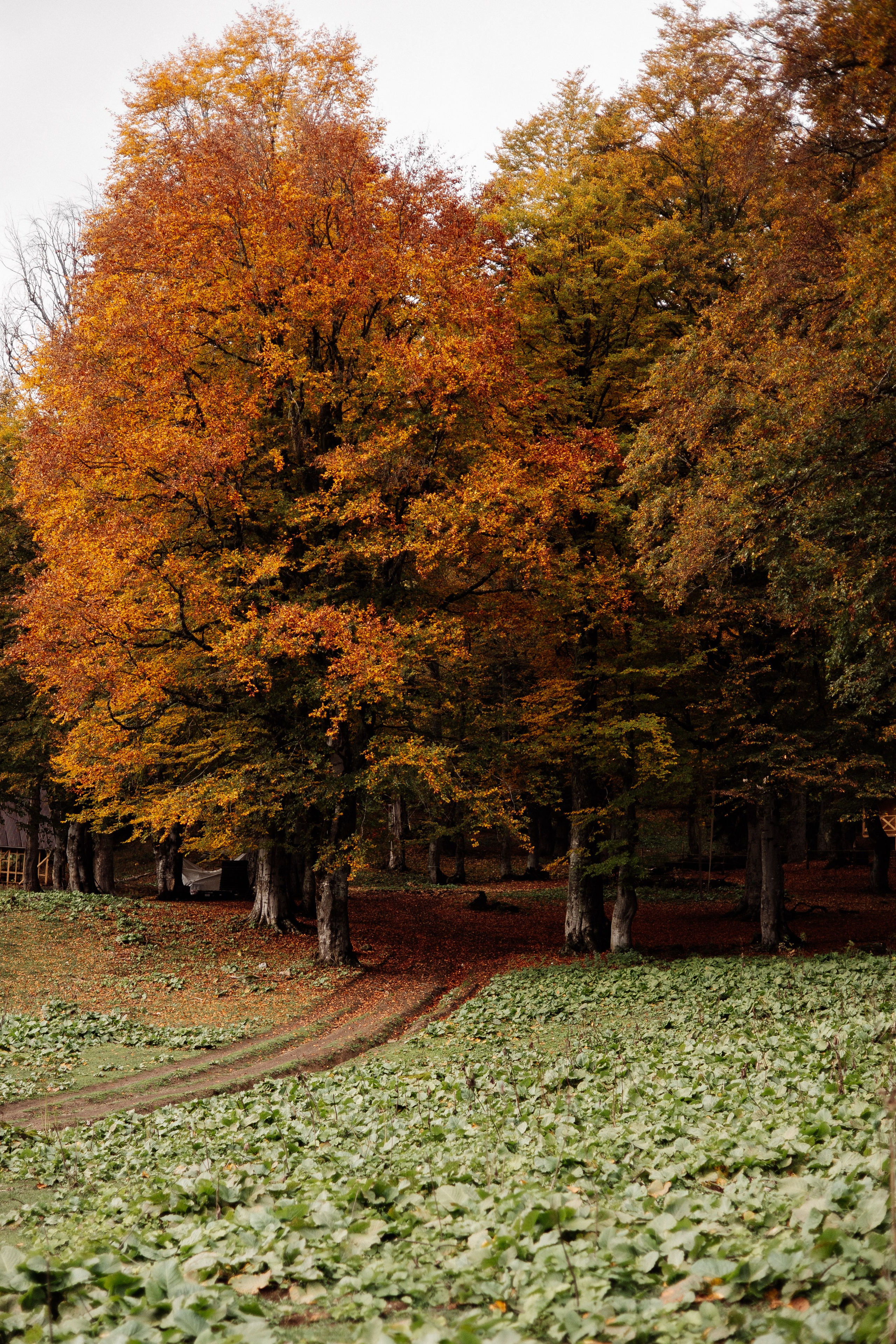 Рита (Абхазия). Семейный свадебный фотограф Семен Егоров
