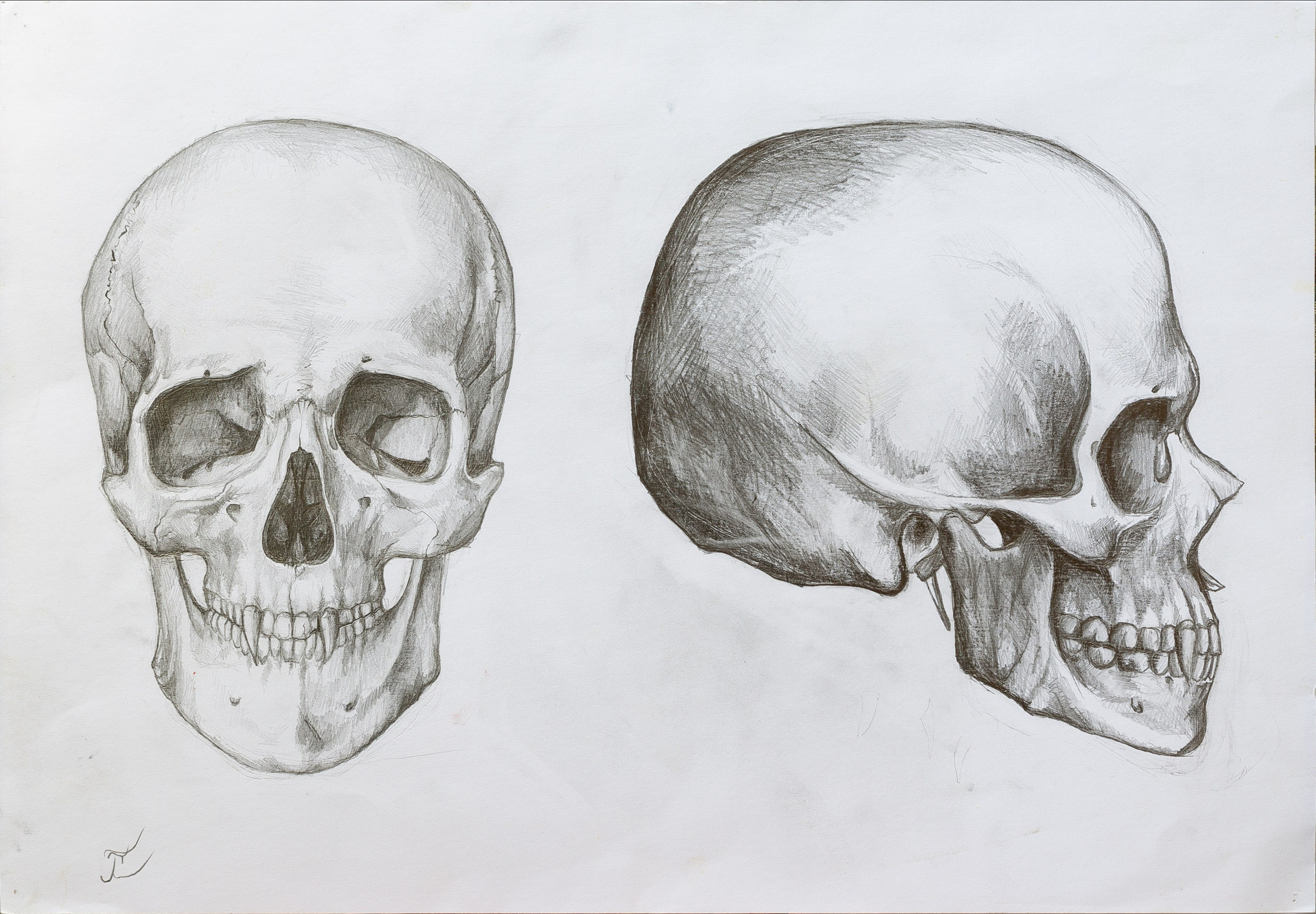 Череп бумага, карандаш, 29,7×24 см