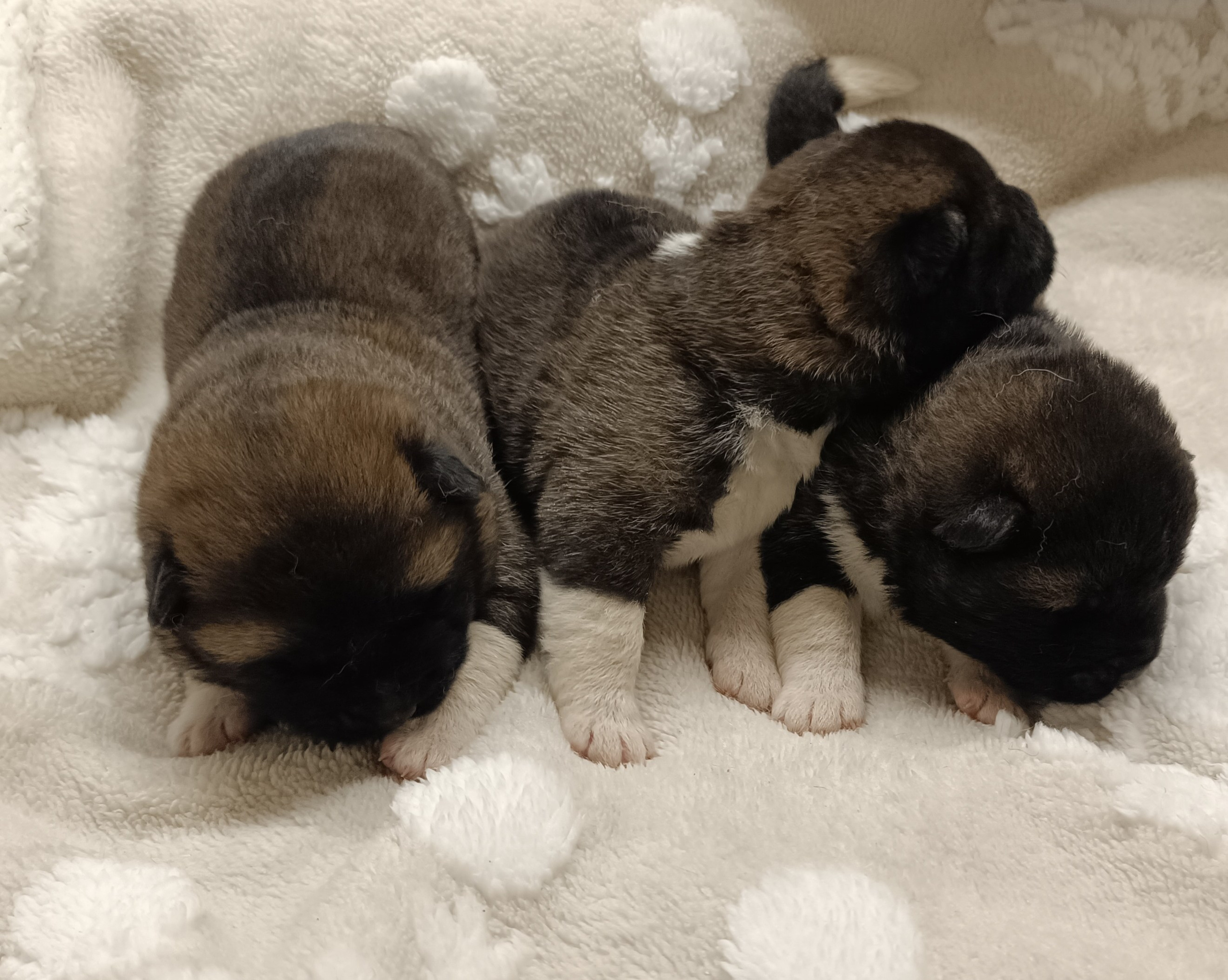 Американская акита  щенки питомник Санкт-Петербург клубные щенки Американская акита питомник RUBYLIGHT Рубилайт купить щенка американской акиты