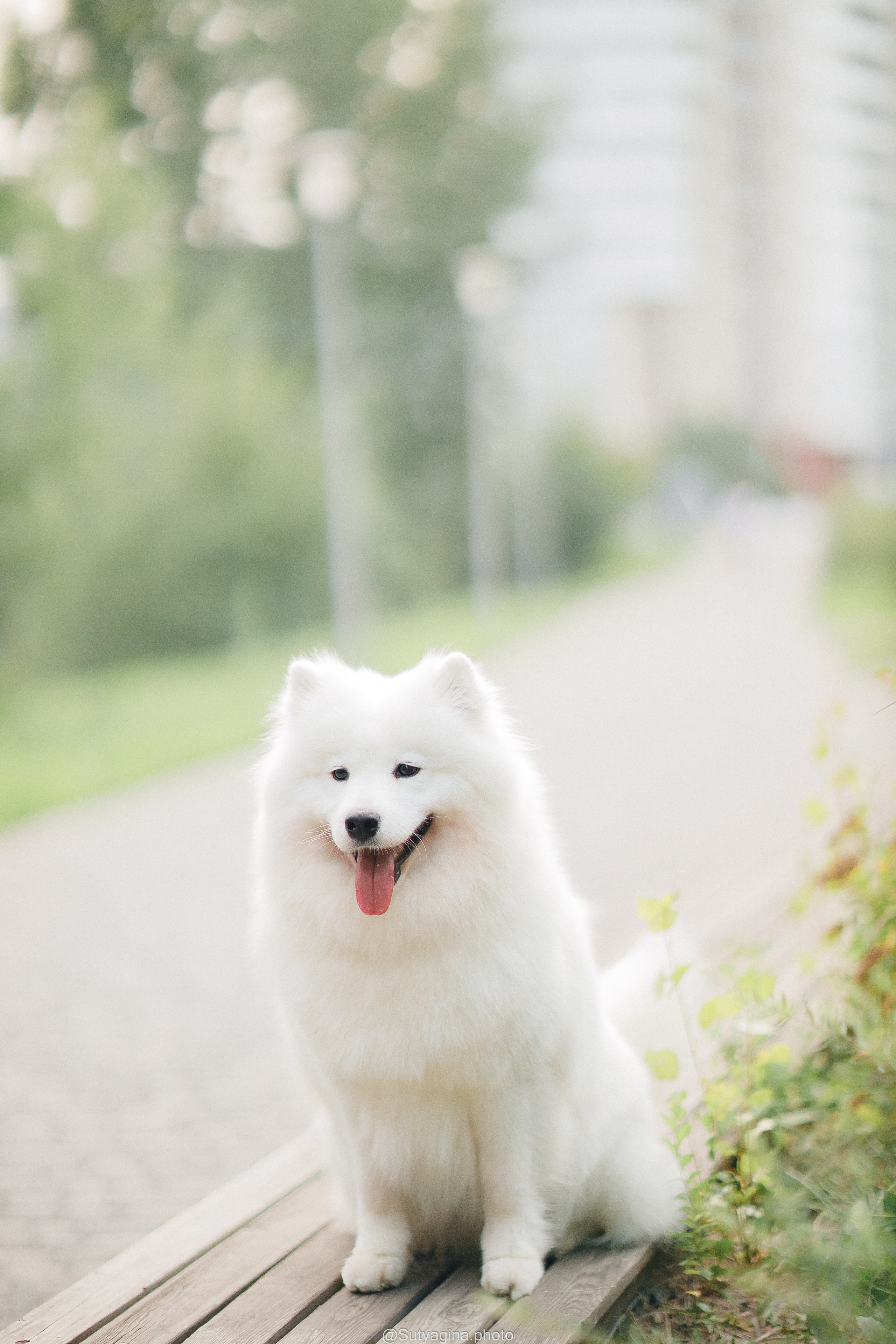 Самоед Рея. Свадебный и женский фотограф