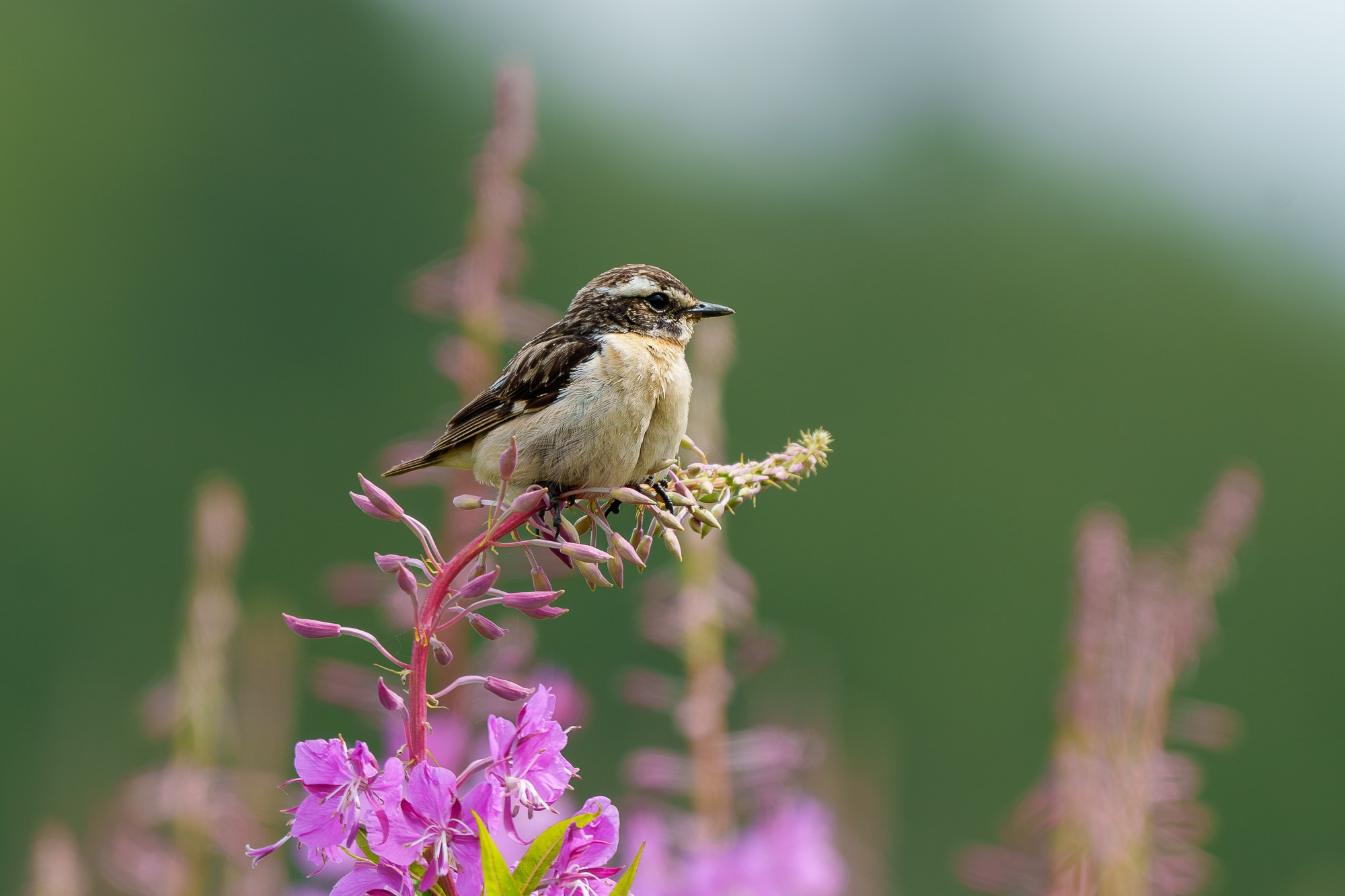 Удивительные мир птиц. Вокруг нас столько прекрасного — присмотритесь!. Ваш личный фотограф Марина Волкова
