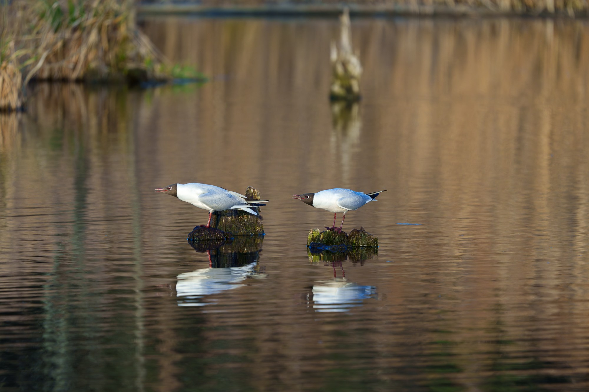 Удивительные мир птиц. Вокруг нас столько прекрасного — присмотритесь!. Ваш личный фотограф Марина Волкова