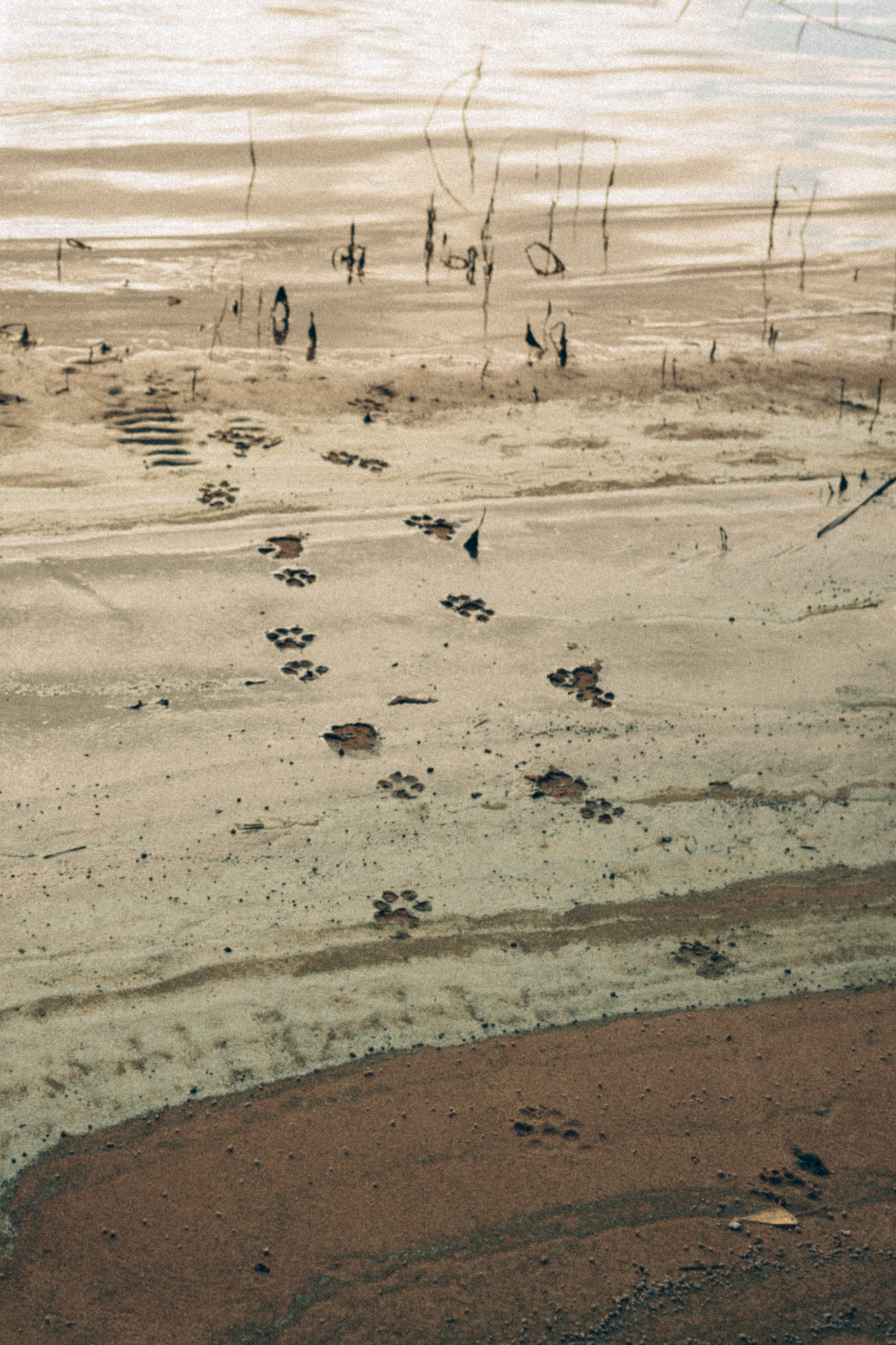 Саша Леся и Чипс. Свадебный фотограф Казань