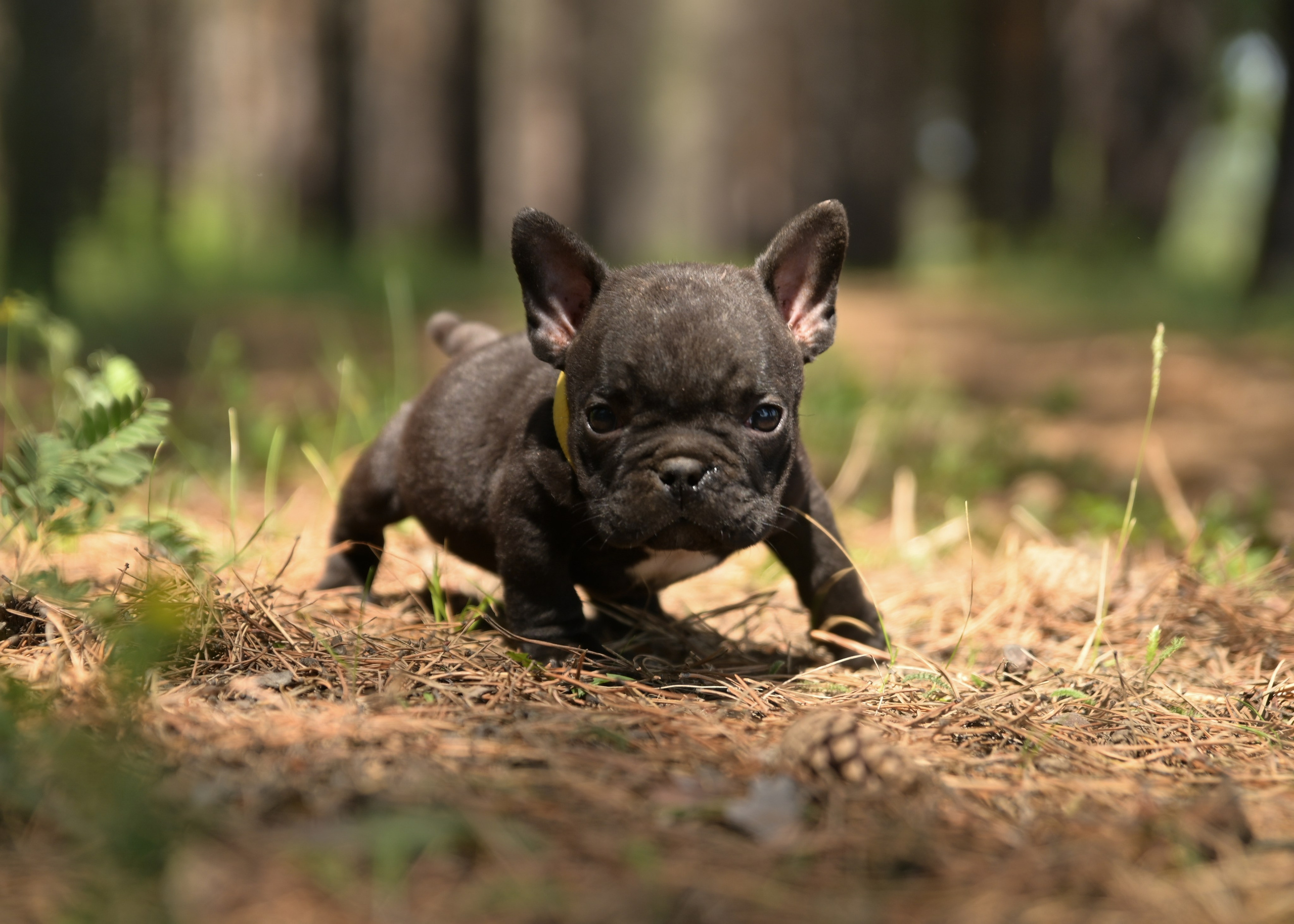Свободные щенки Американский Булли в Иркутске. Питомник собак Иркутск