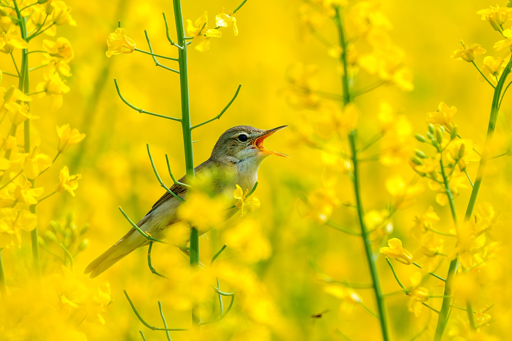 Удивительные мир птиц. Вокруг нас столько прекрасного — присмотритесь!. Ваш личный фотограф Марина Волкова