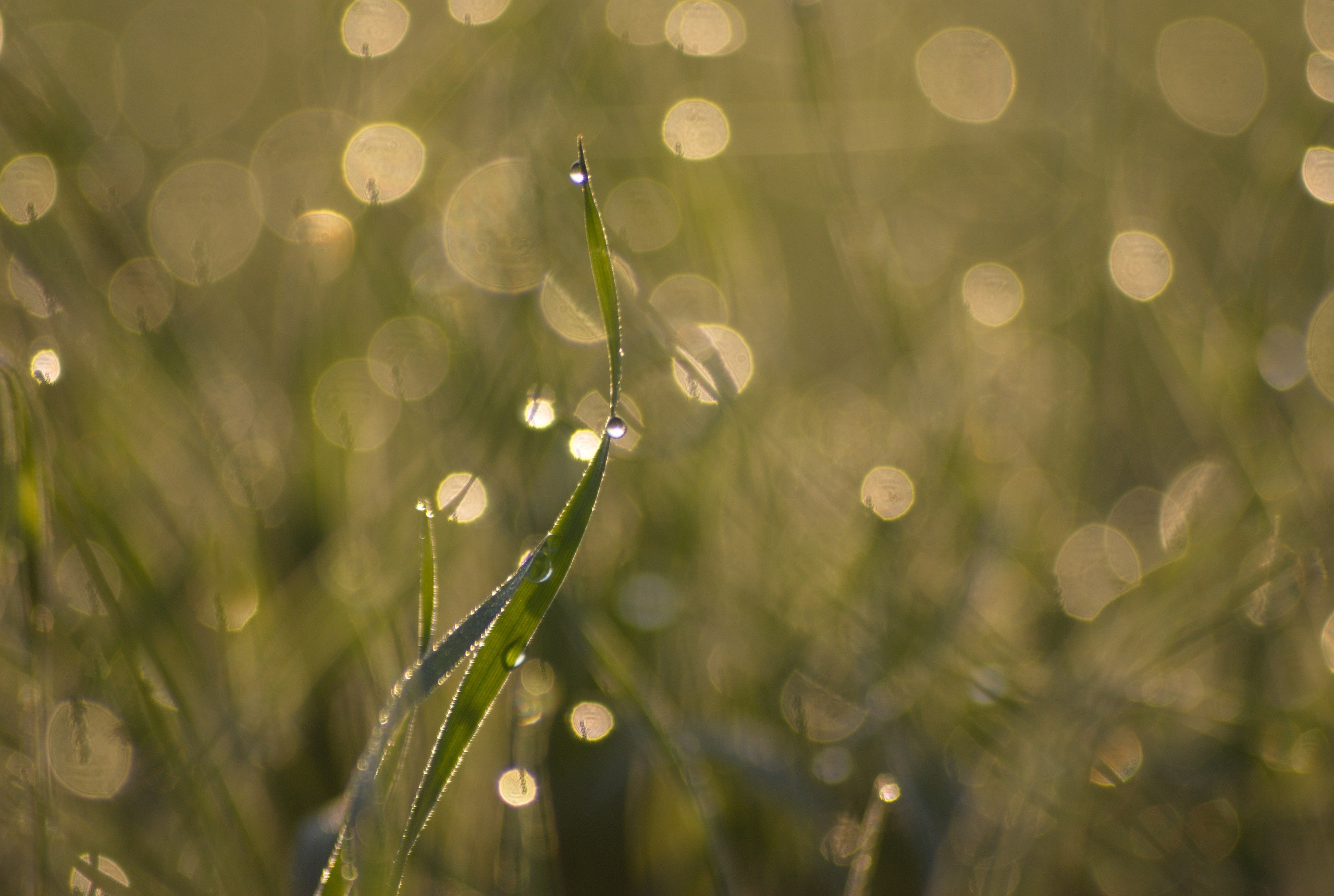 Семейный и детский фотограф в Воронеже