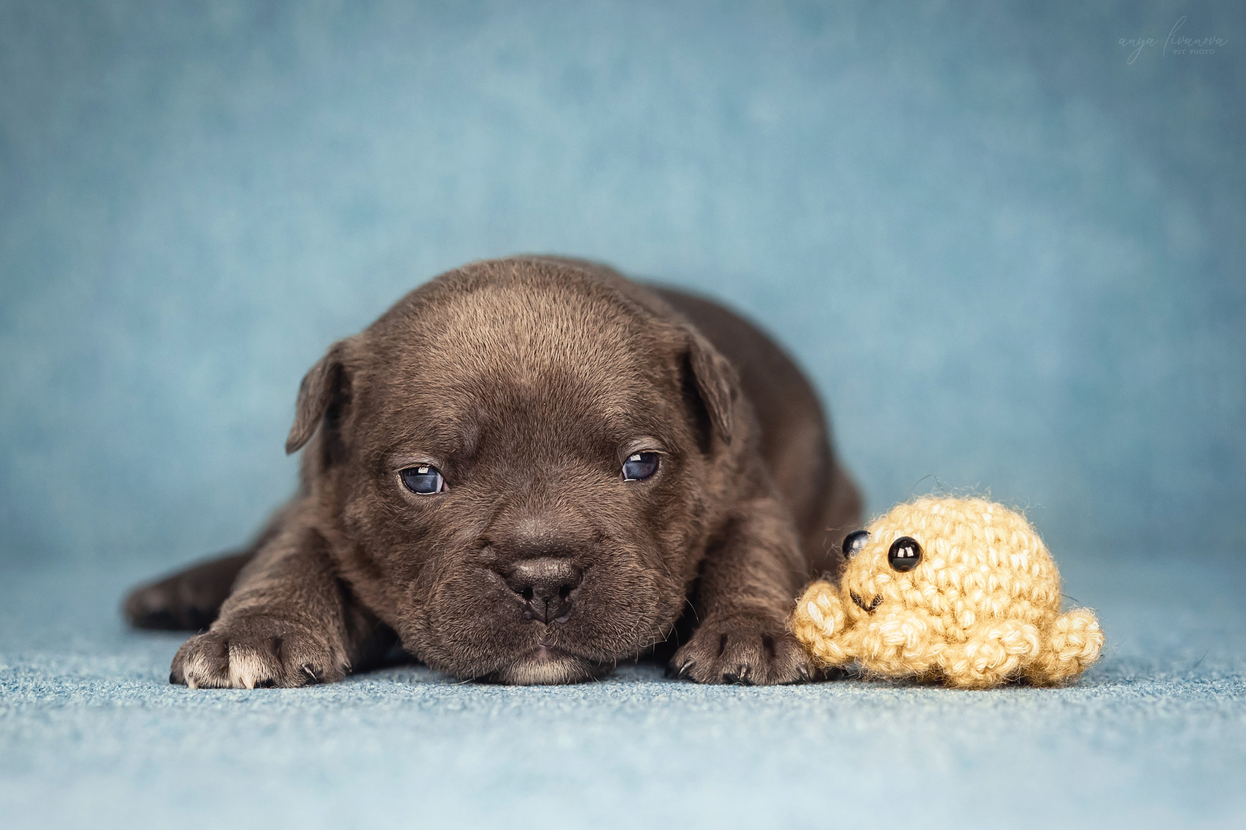 Амбулли. Фотограф анималист Аня Ливанова | Рыбинск