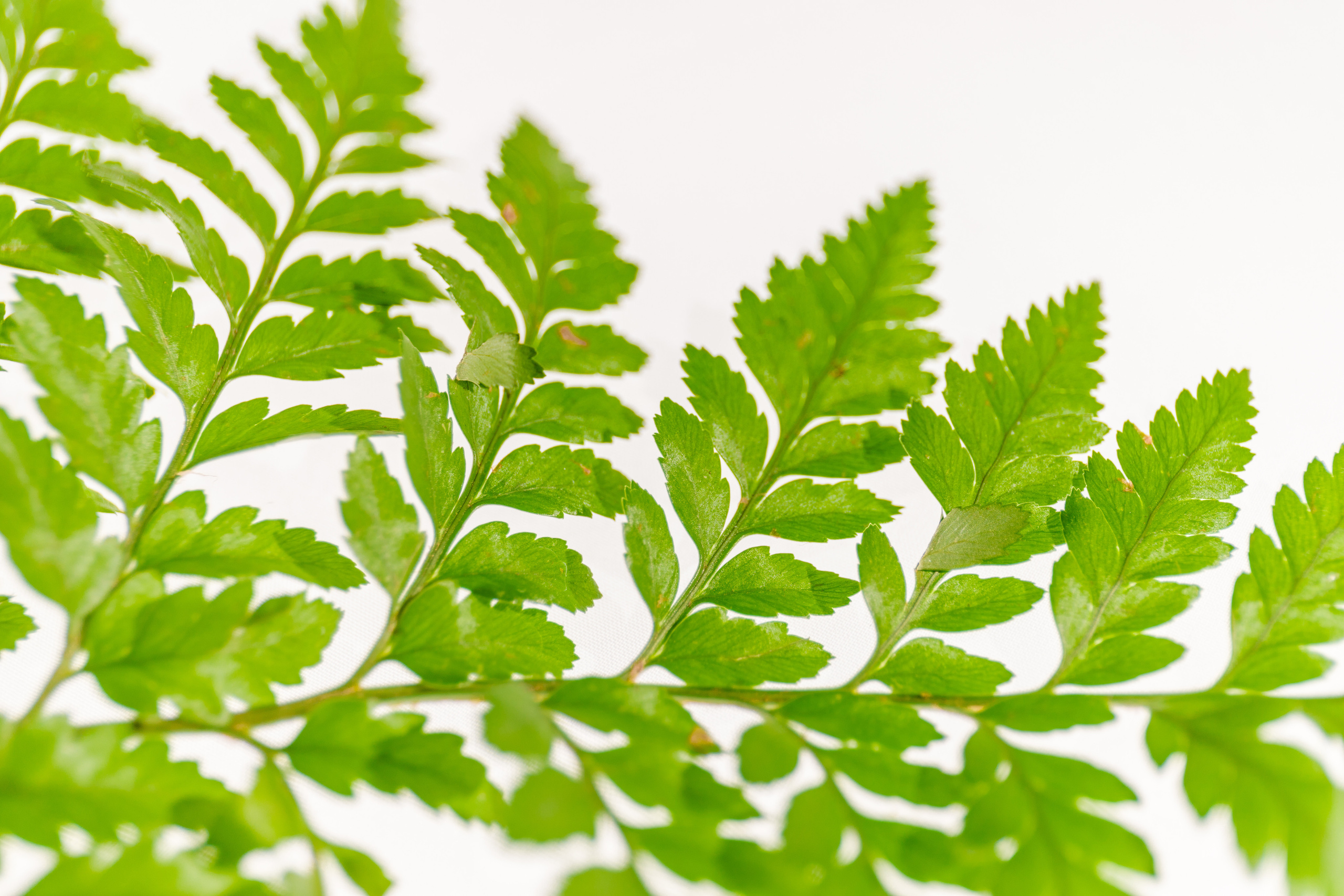 Предметная фотосессия | Фотограф в Валенсии