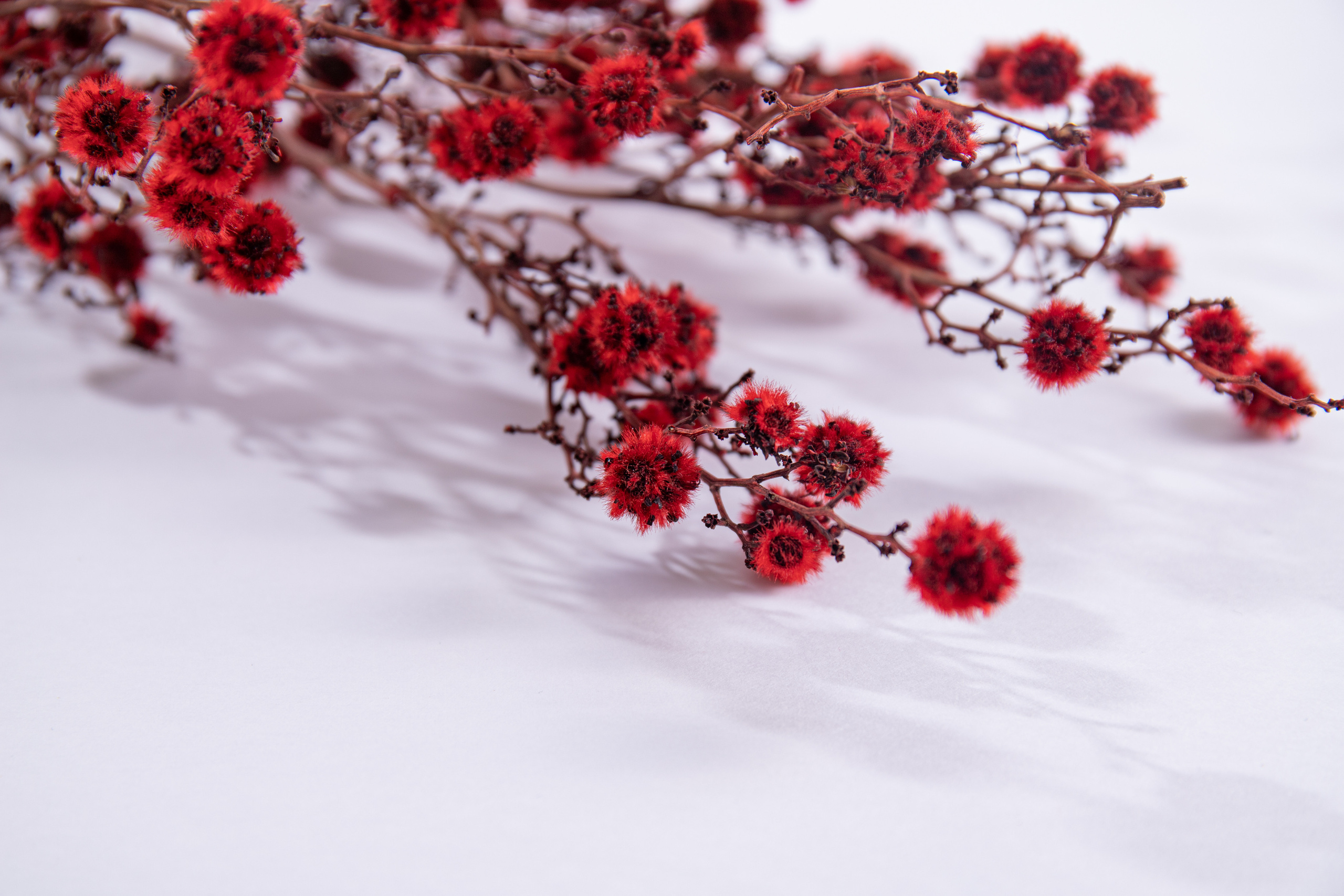 Предметная фотосессия | Фотограф в Валенсии