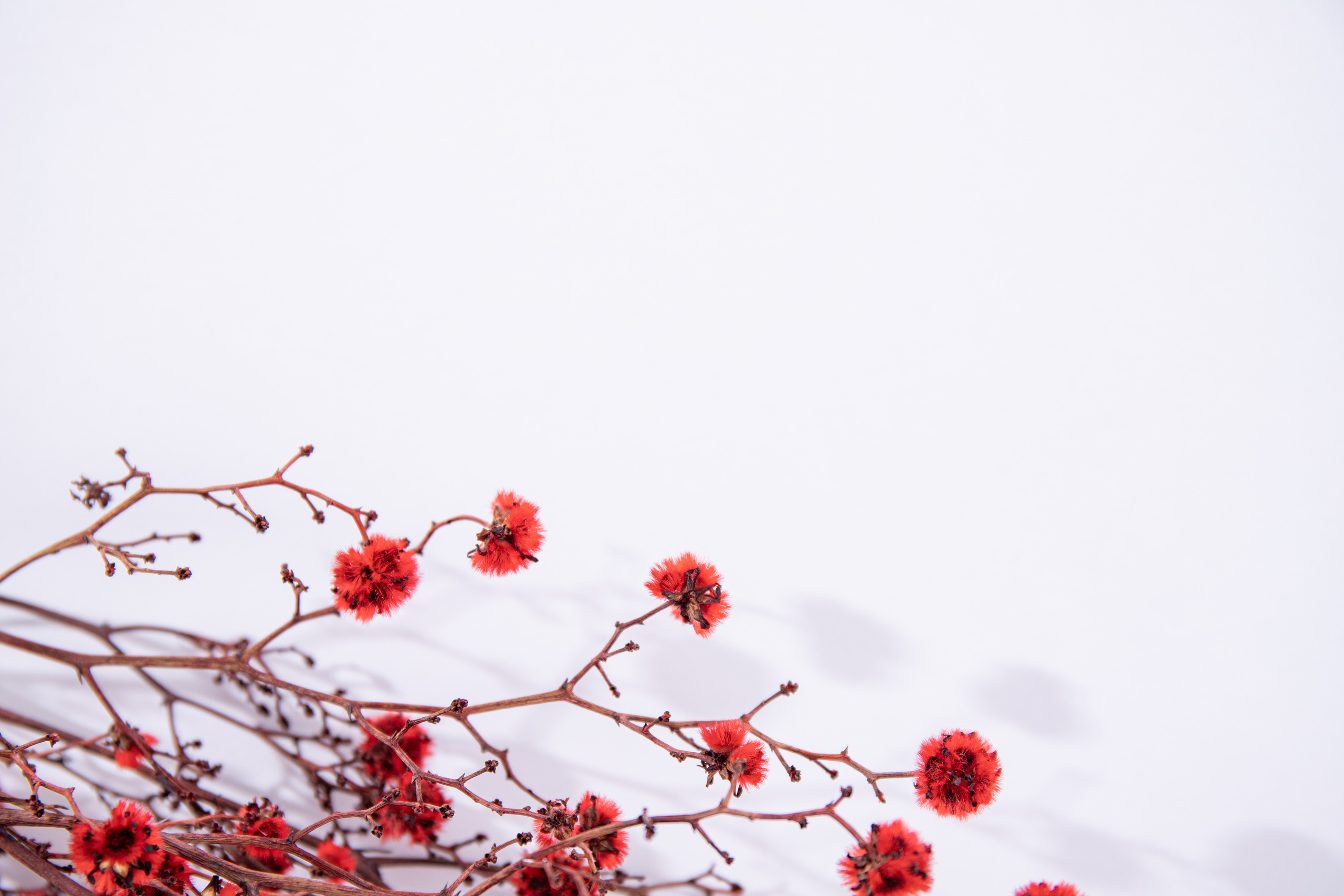 Предметная фотосессия | Фотограф в Валенсии