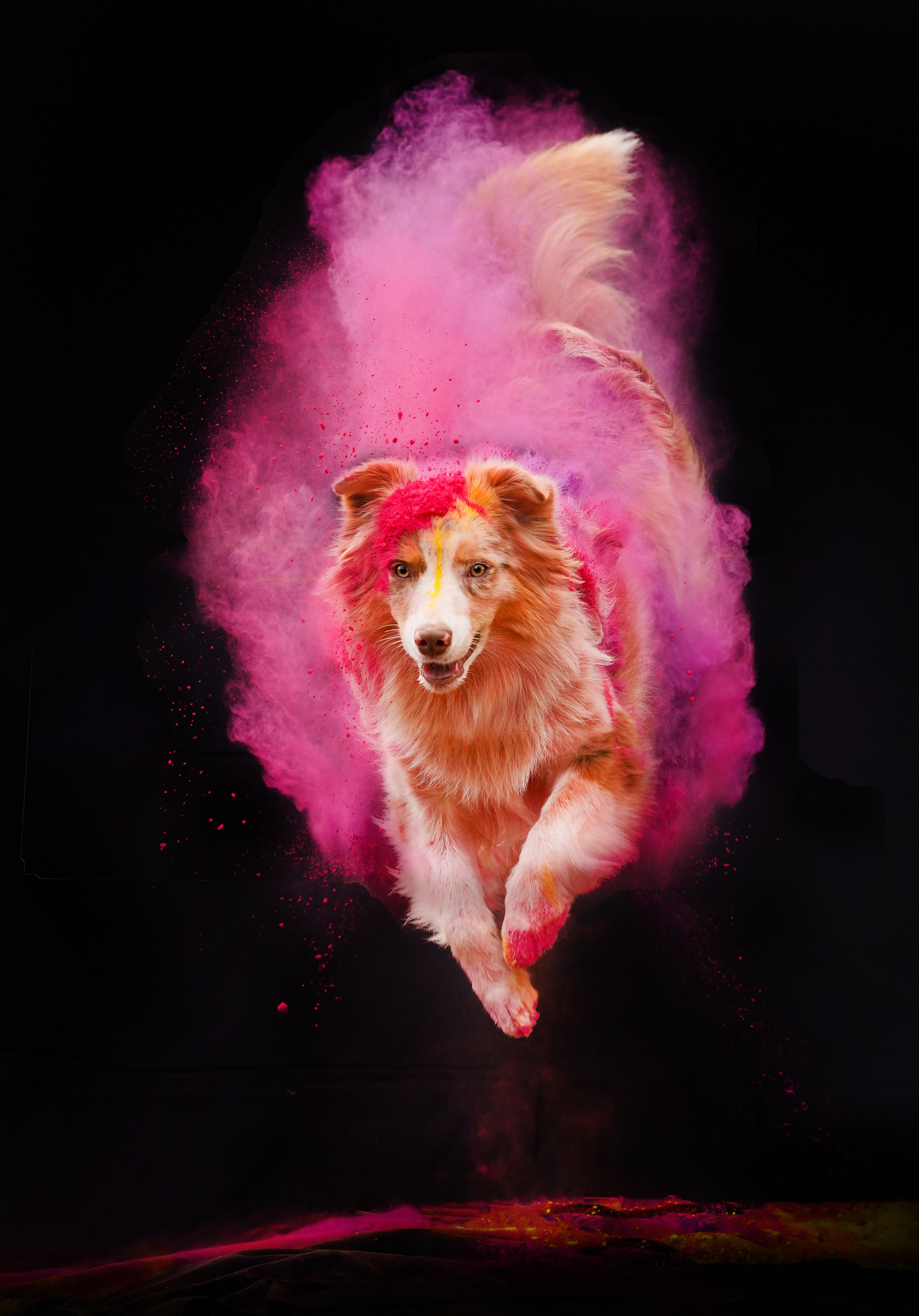 Панда и краски Холи. Фотограф-анималист в Санкт-Петербурге Яна Мартынова