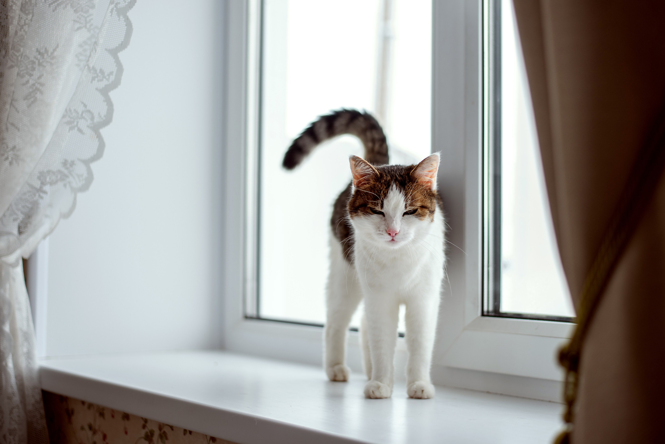 Домашняя. Семейный фотограф Екатерина Шаманаева