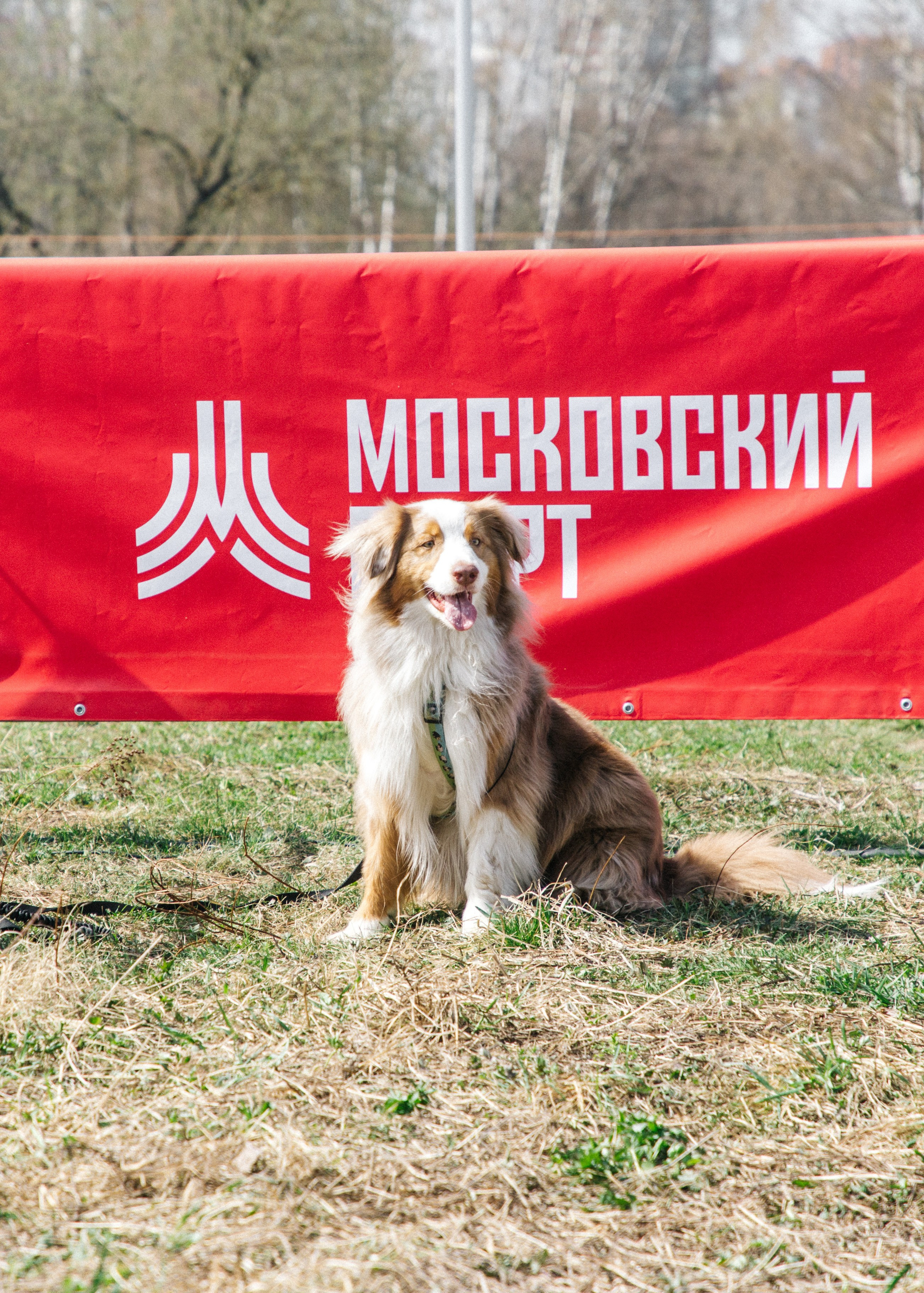 Кросс «Быстрый пёс» 2025. Репортажный фотограф в Москве