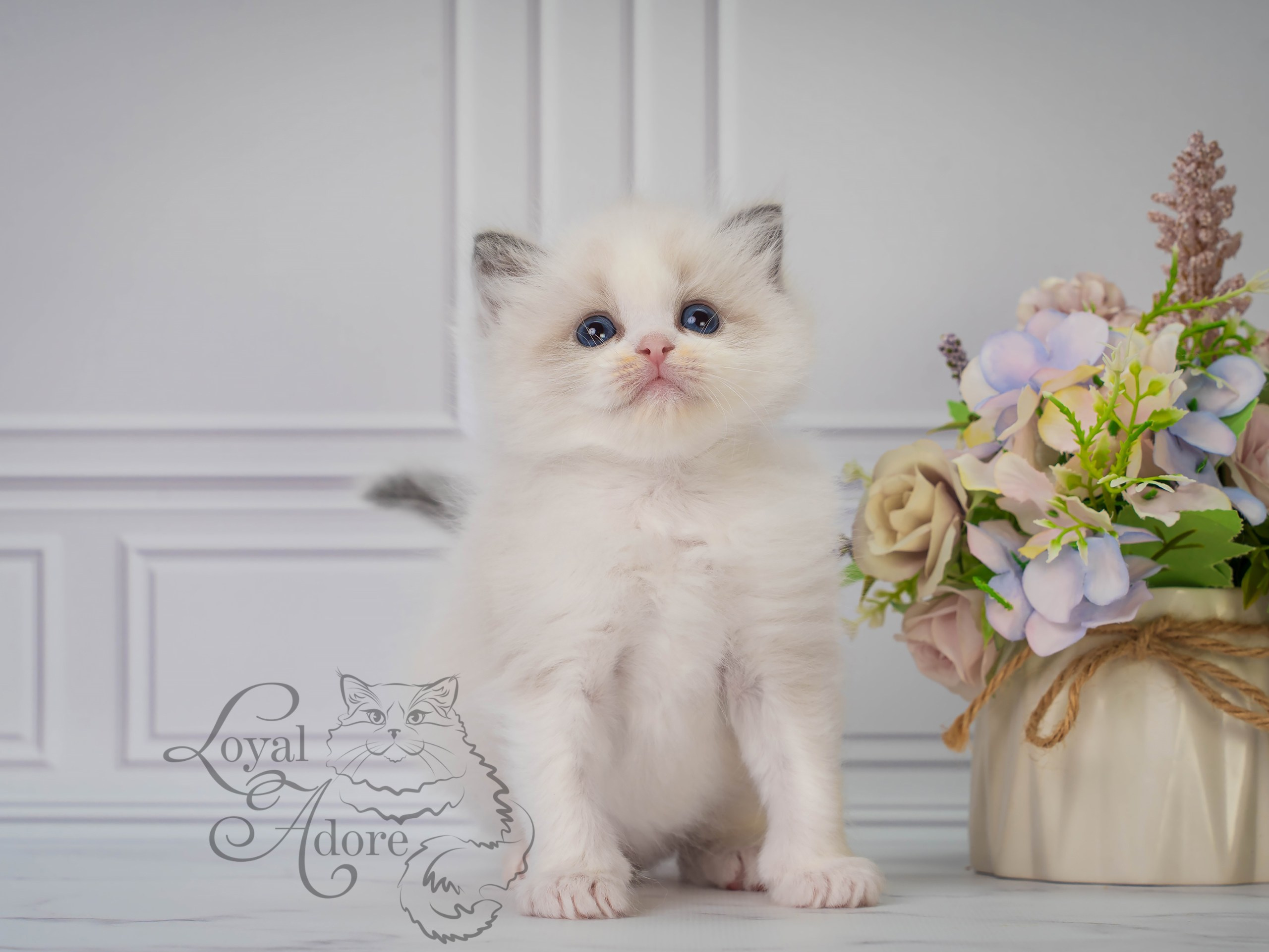 Все свободные котята. Питомник рэгдолл Loyal Adore