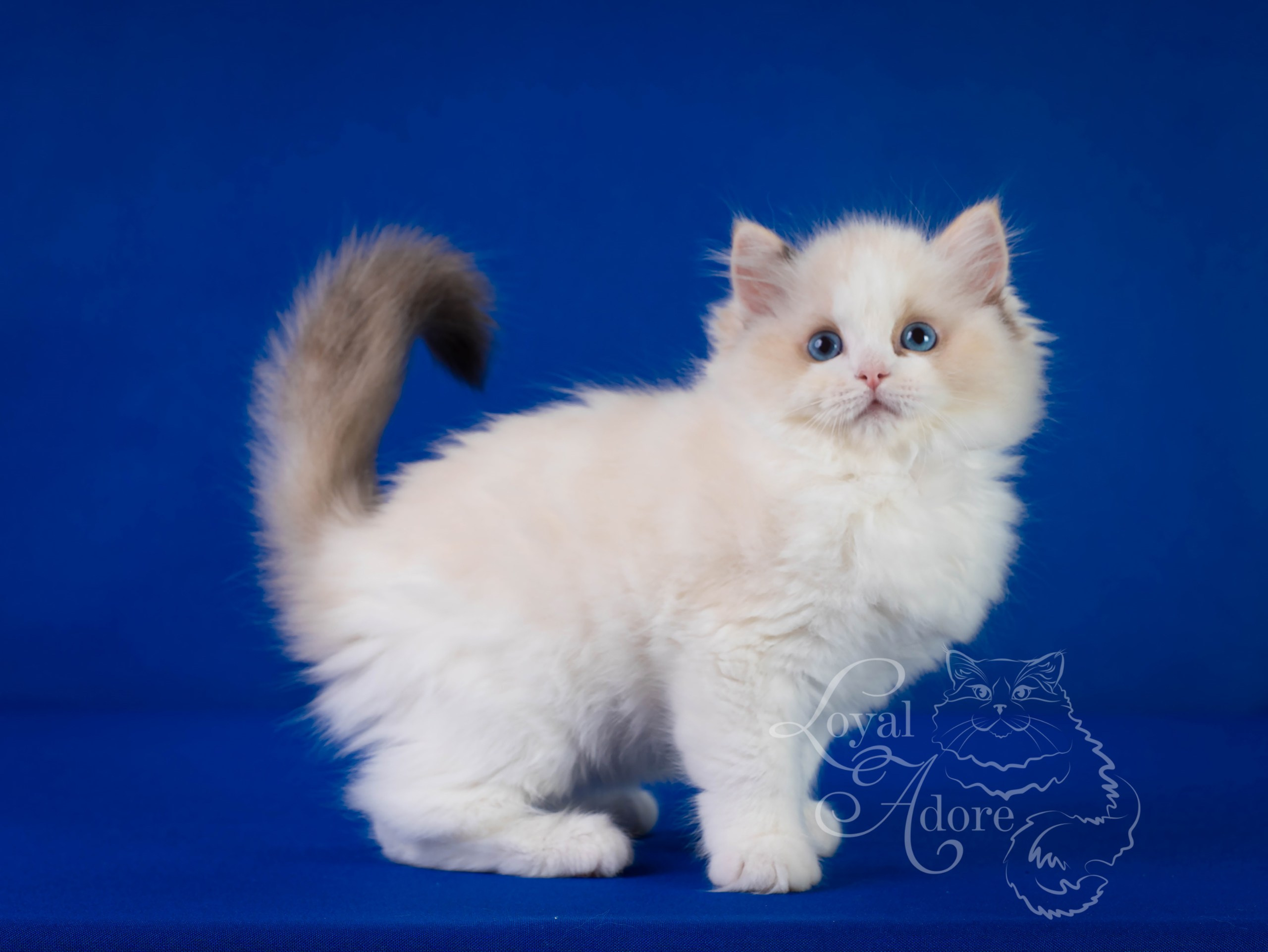 Кошки производители Loyal Adore. Питомник рэгдолл Loyal Adore