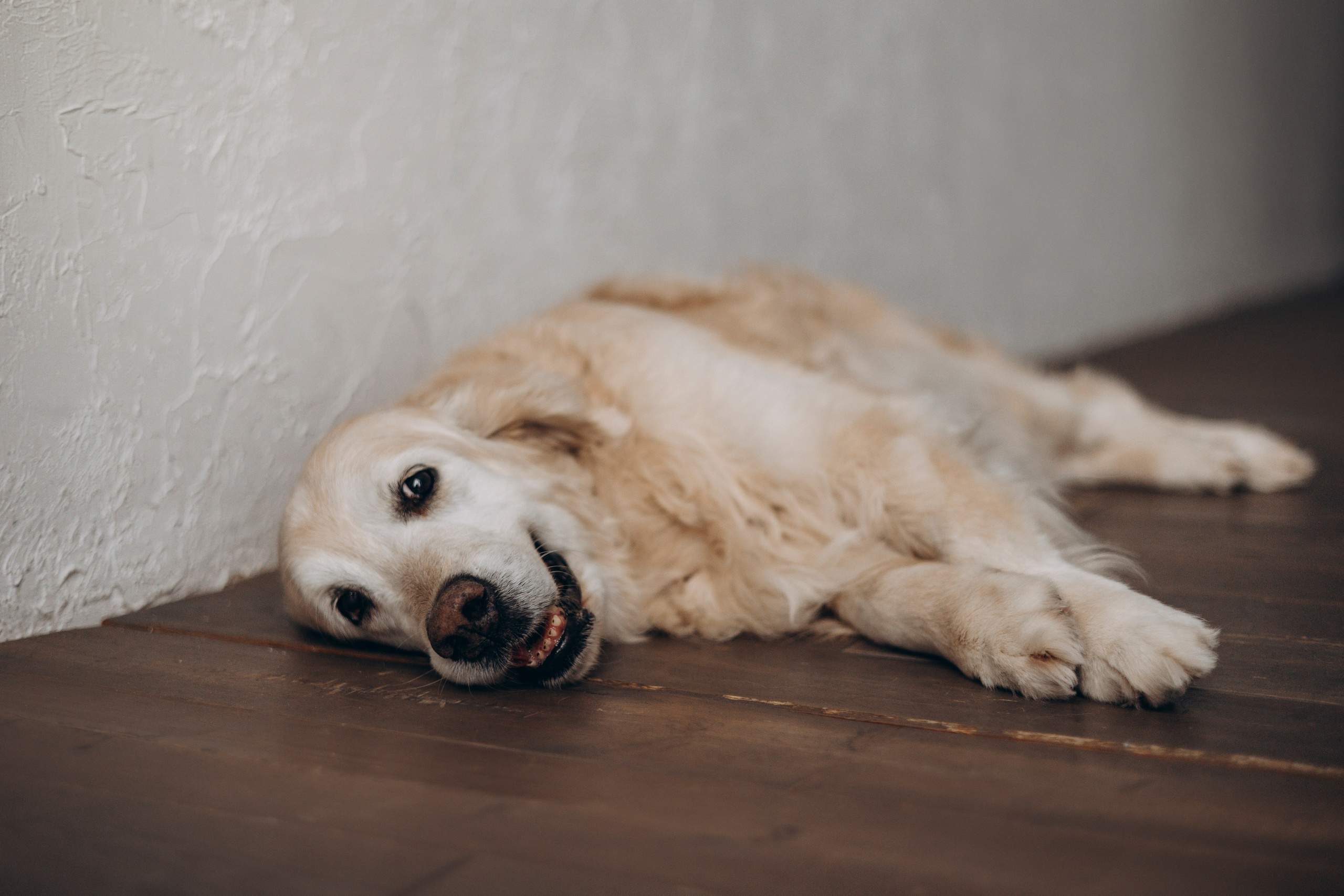 Ирина и Луна. Фотограф — Анималист | Санкт-Петербург