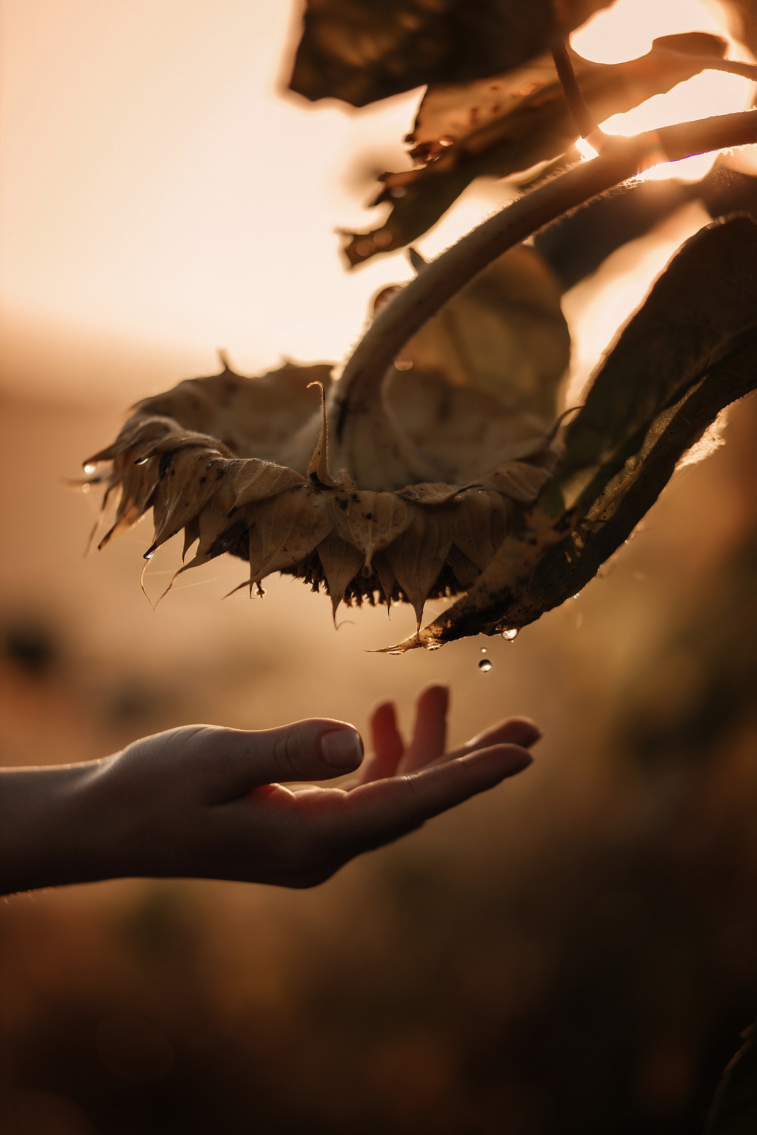 Золотой рассвет. Свадебный фотограф, крещение, венчание СПБ, Белгород Анна Коршунова