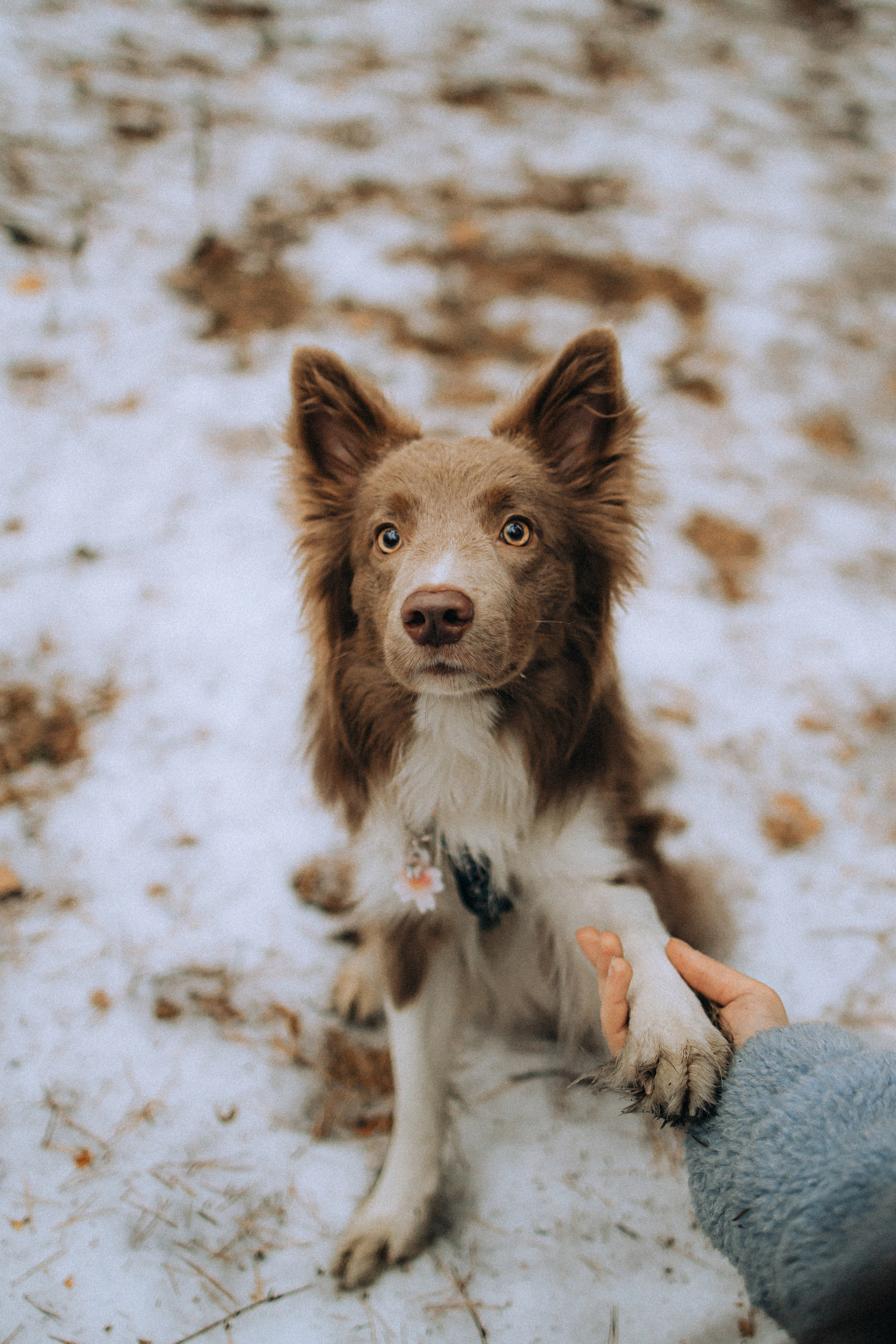Полина, Милли и Паддингтон